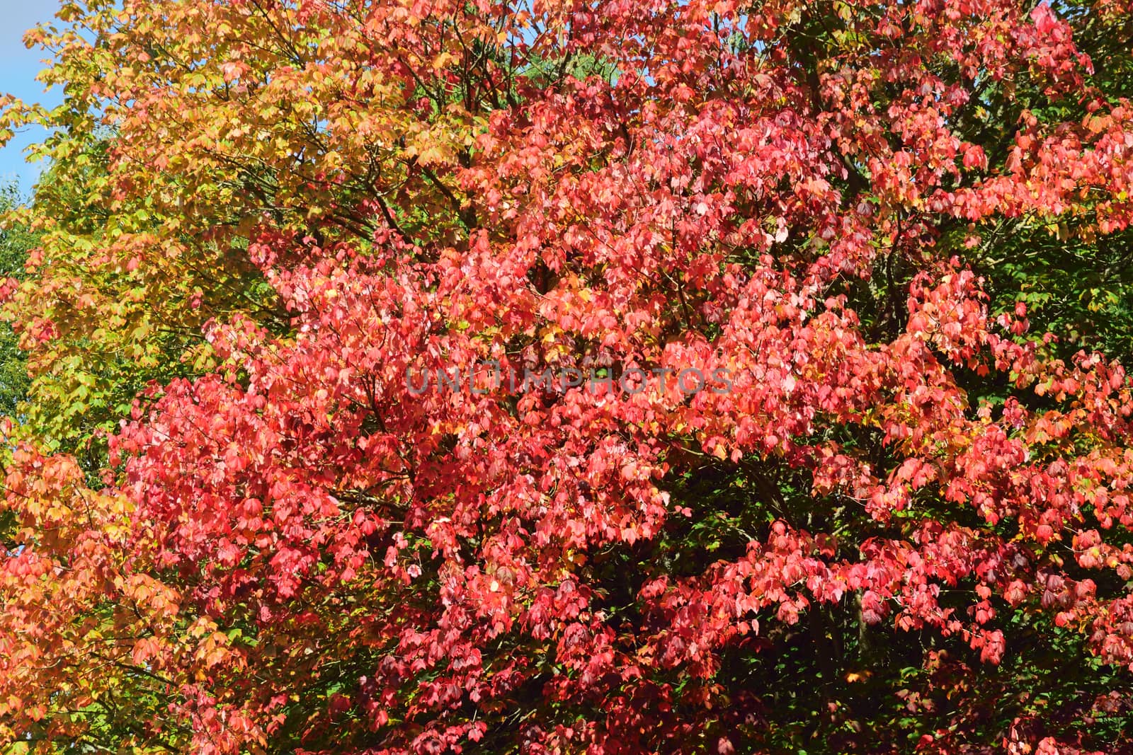 Autumn leaves by george_stevenson