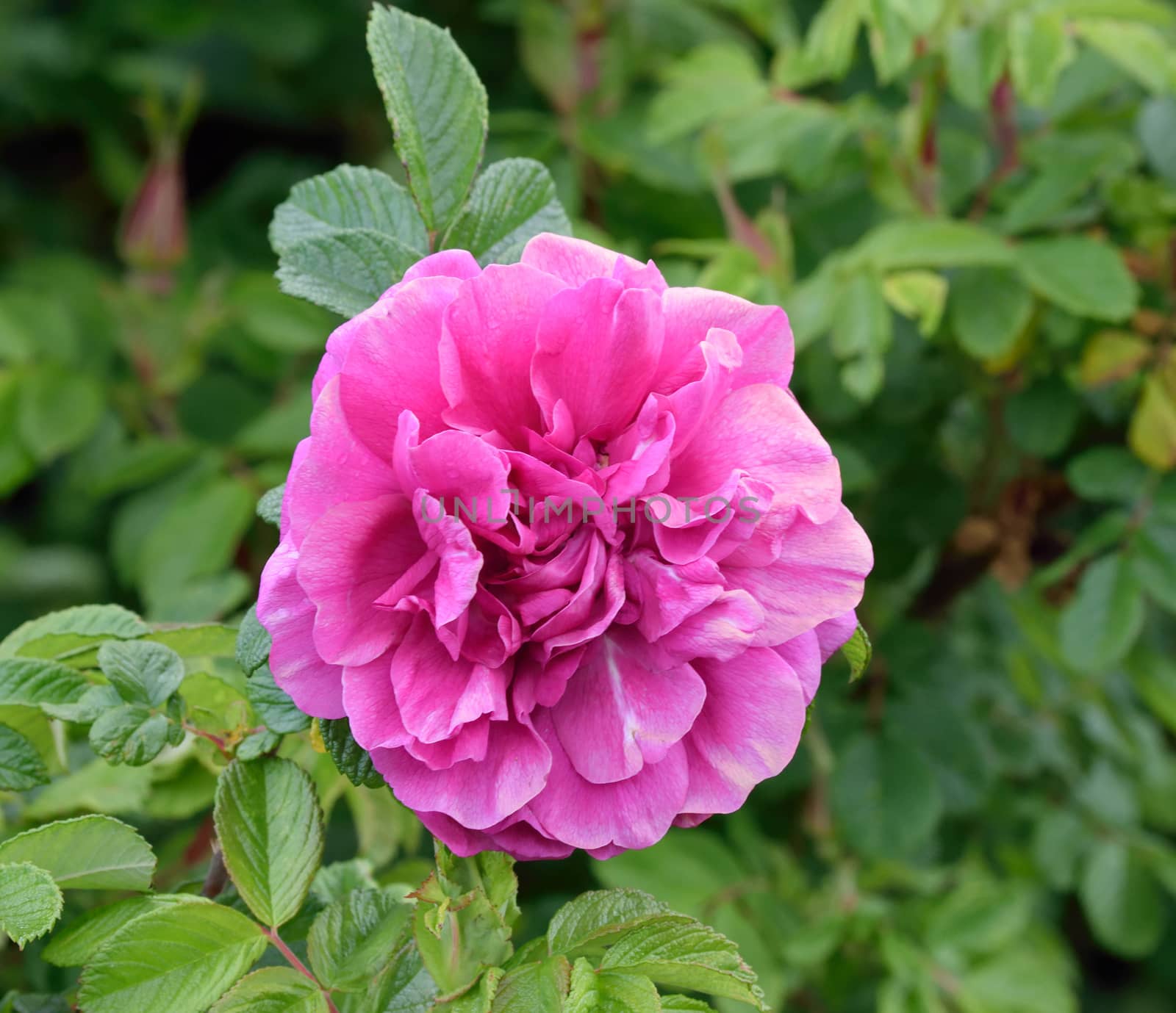 Rugosa rose bush, the sweetest smelling rose of it's kind..
