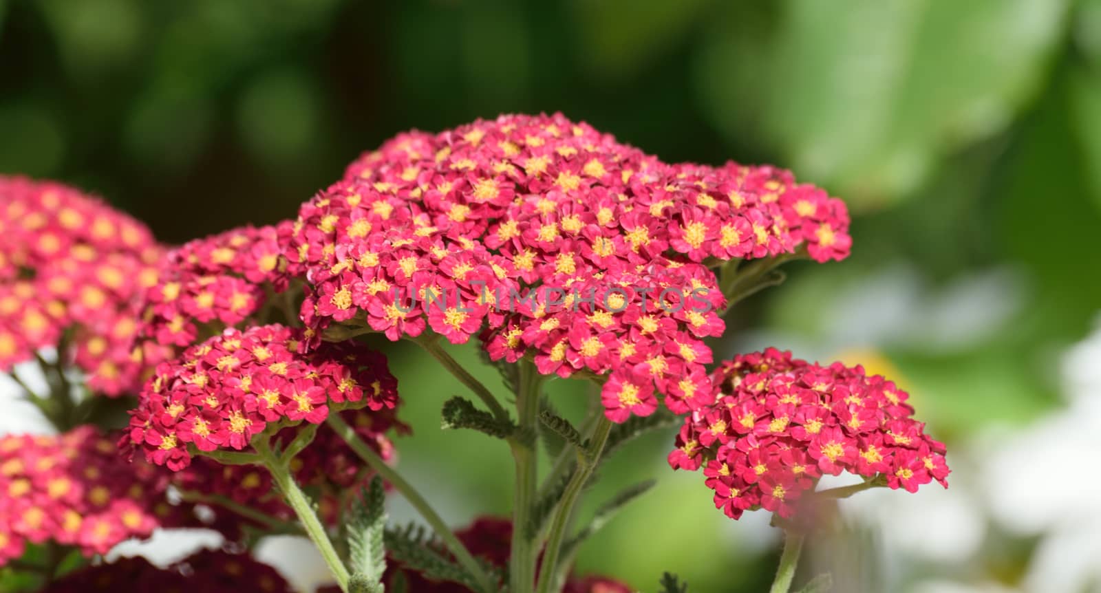 .Photograph taken in an English Country Cottage garden, demonstrating the colors and vibrancy of such a flower border.