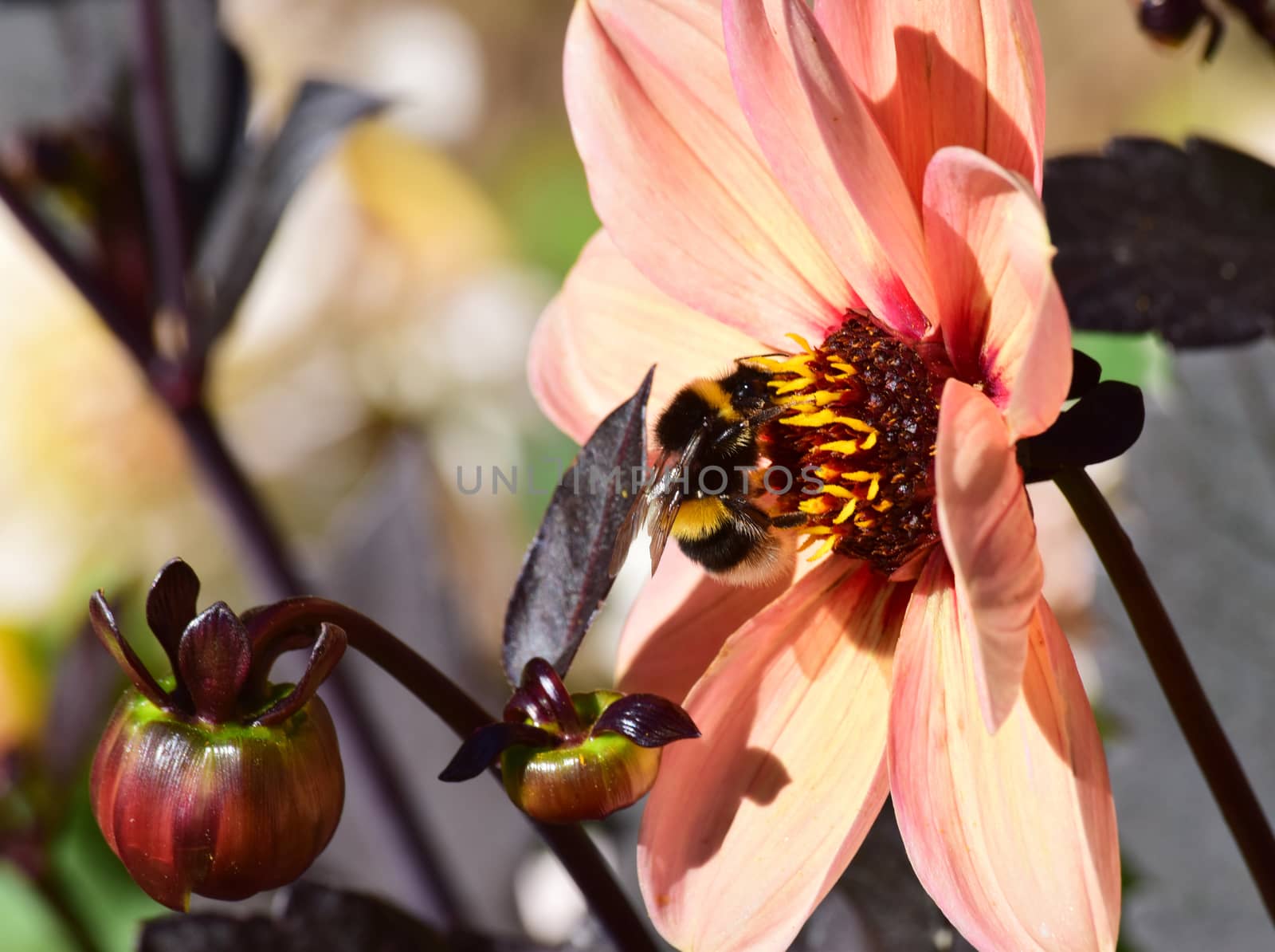 Bee on pink Dahlia flower. by george_stevenson