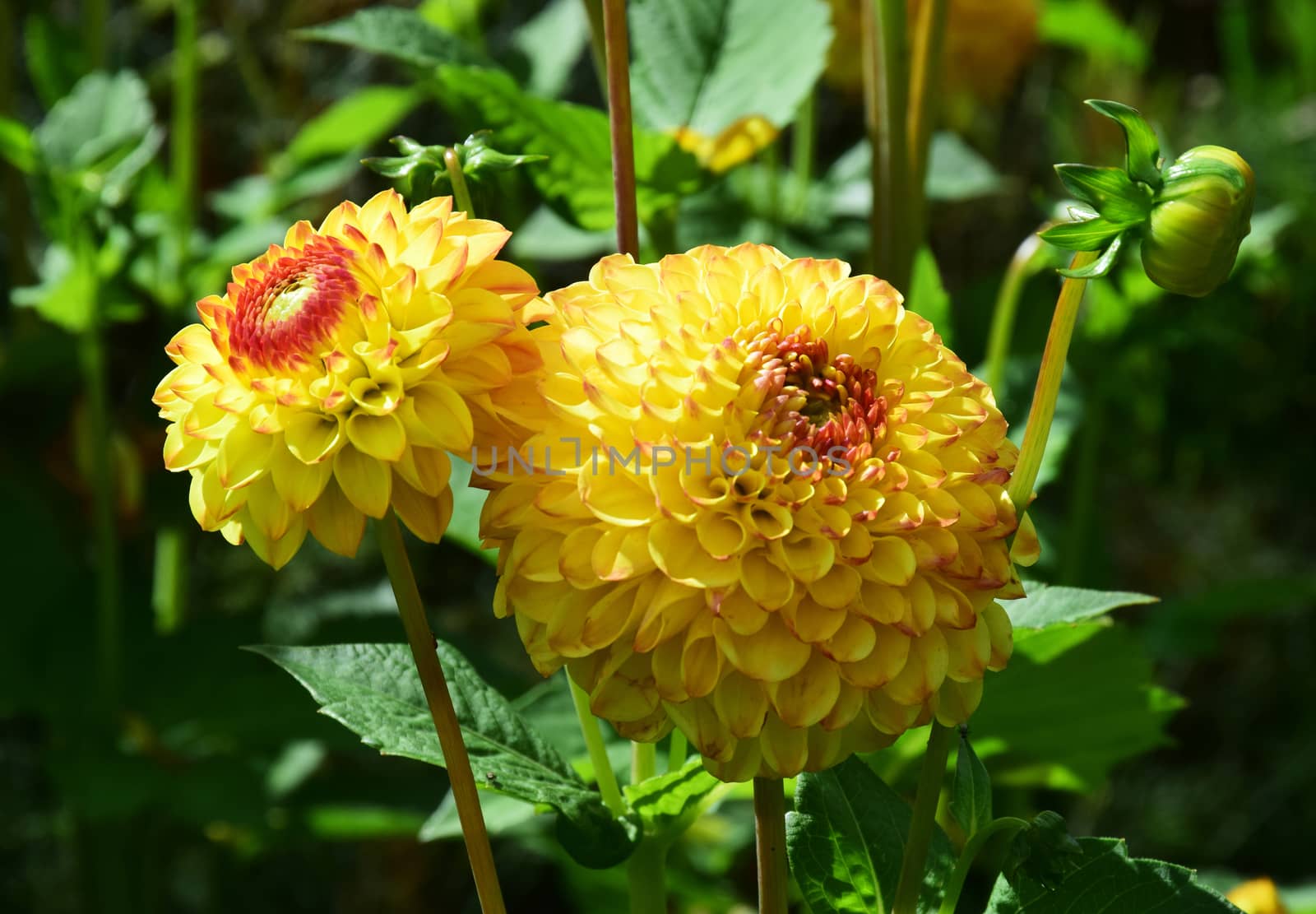 Dahlia.
This is a beautiful summer  flower, vibrant and colorful, a stunner in the garden, or as a cut flower in the house.

