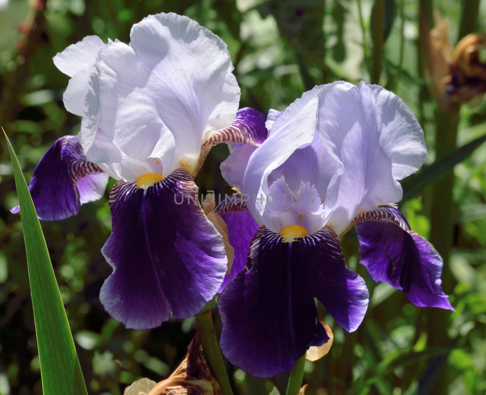 Beautiful deep purple and white Iris by george_stevenson