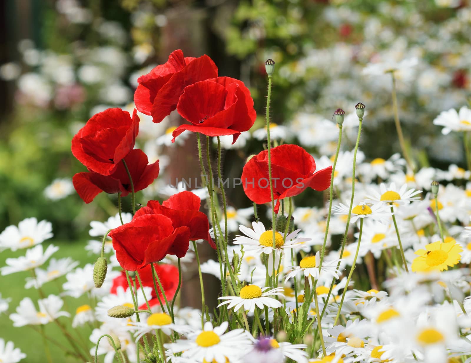 Red Poppy and daisy. by george_stevenson