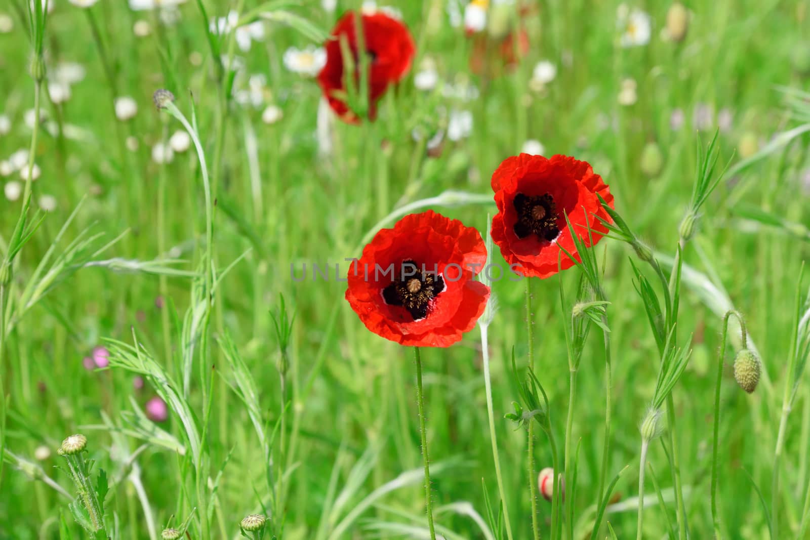 Red Poppies in a summer garden.