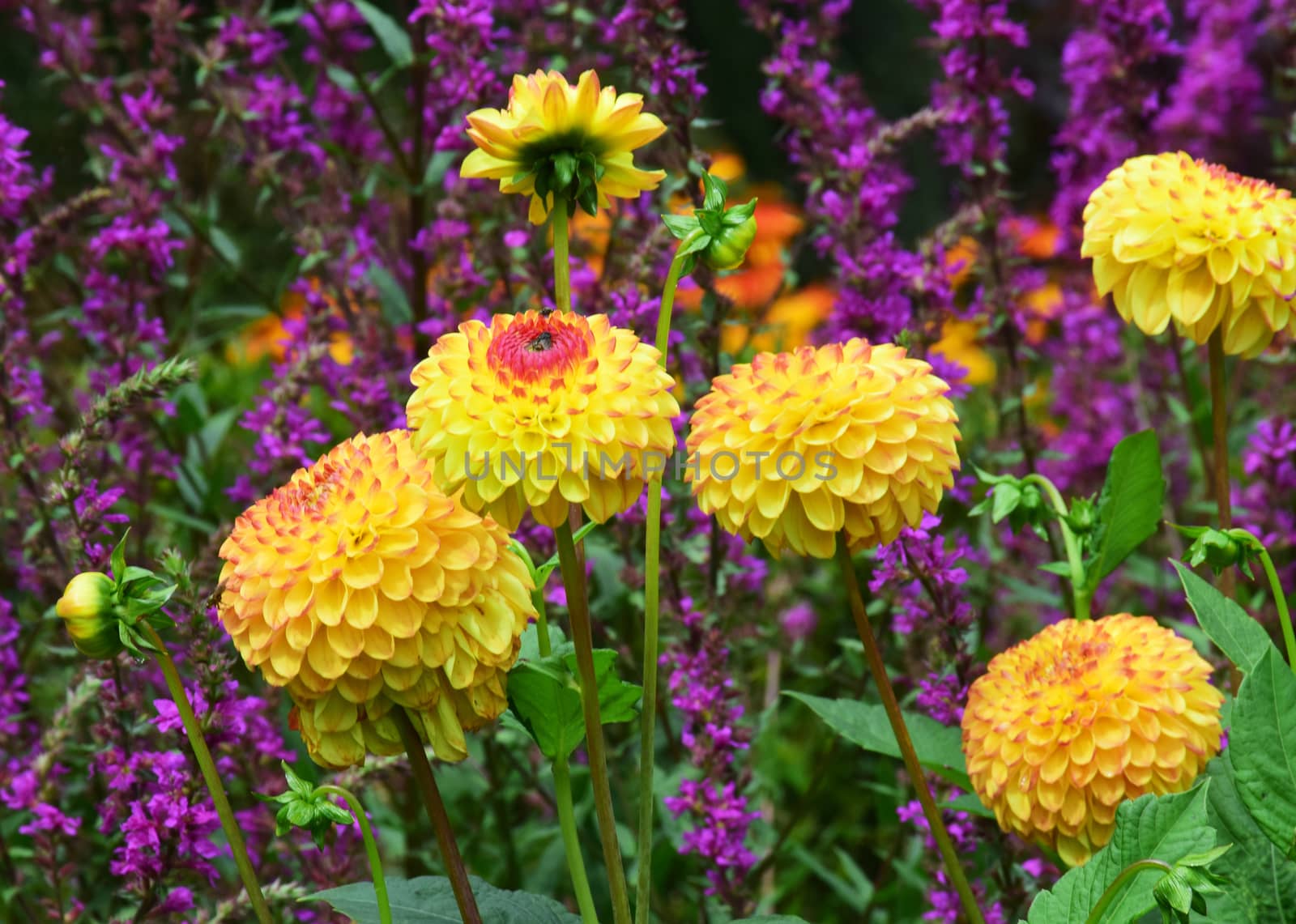 Yellow Dahlia.
This is a beautiful summer  flower, vibrant and colorful, a stunner in the garden, or as a cut flower in the house.

