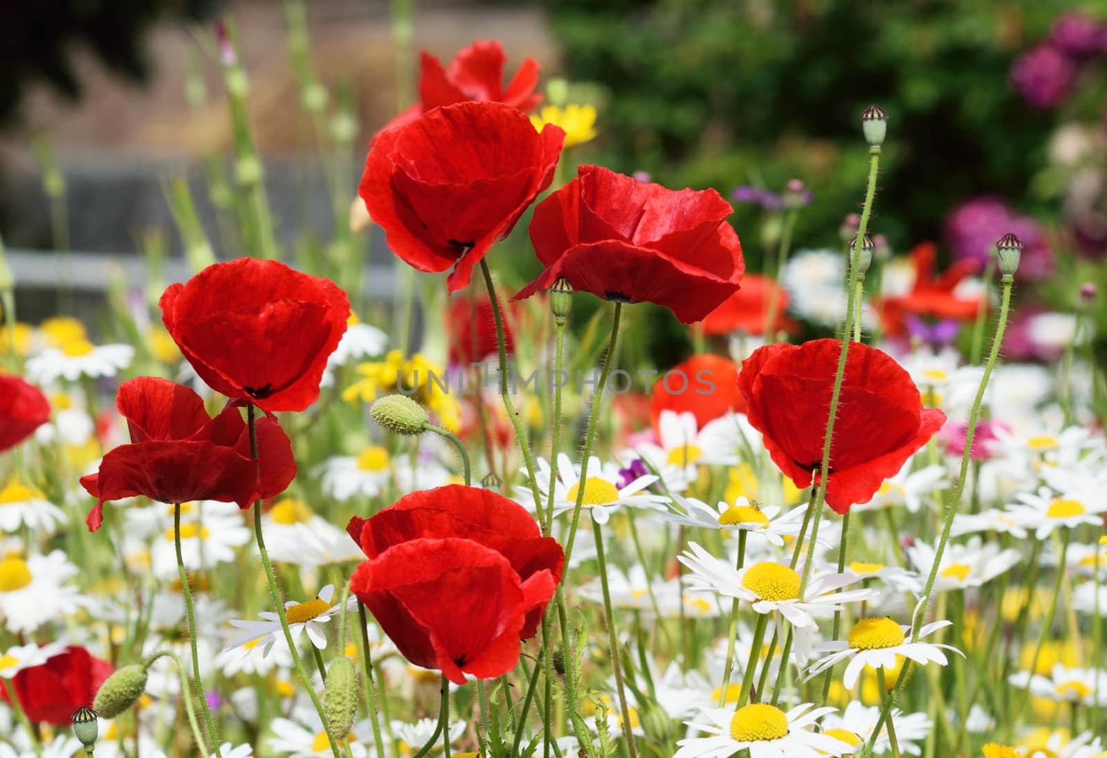 Red Poppy and daisy. by george_stevenson