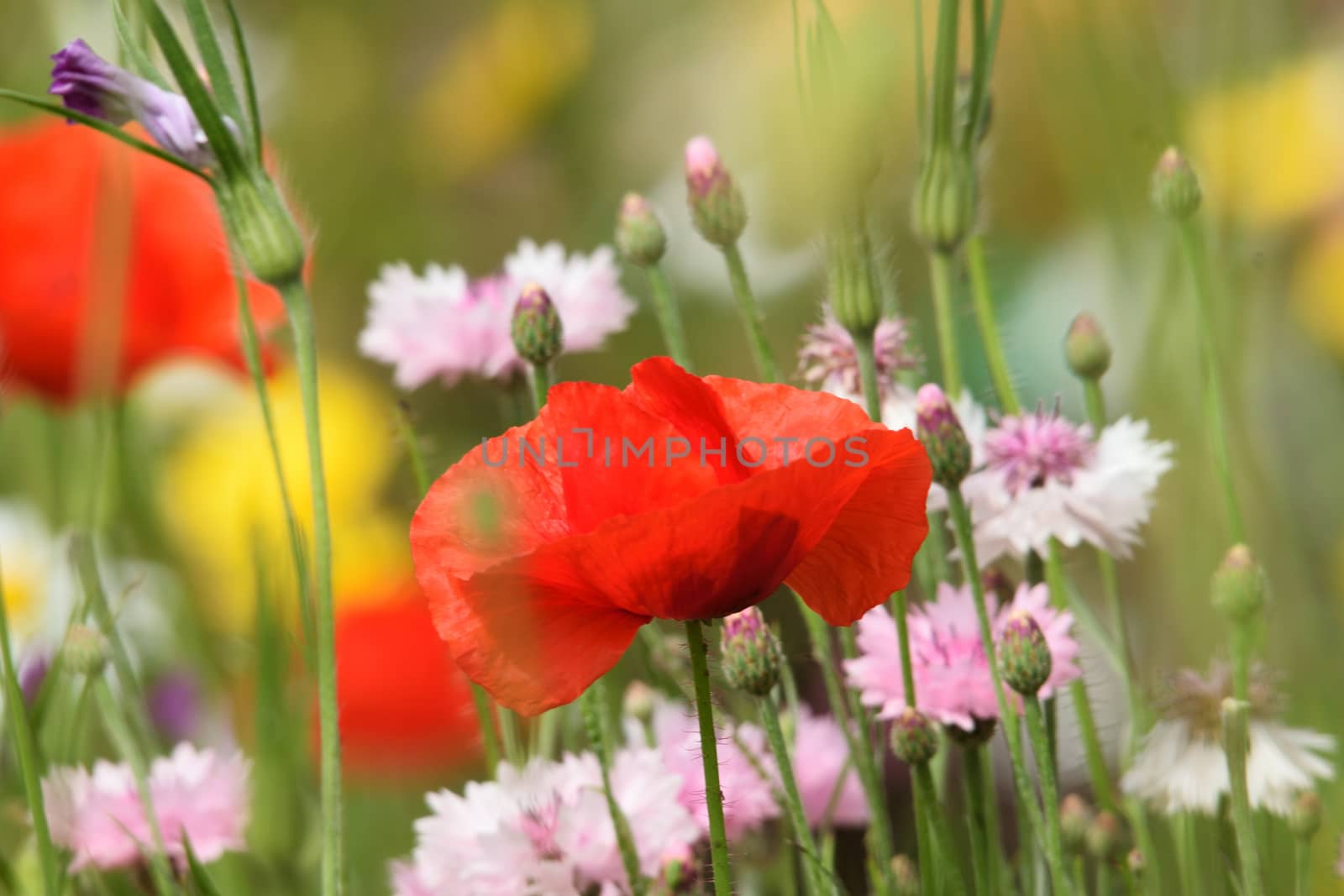 SOFT SUMMER SCENE WITH POPPY.

Pinks and reds and greens of a summer border.