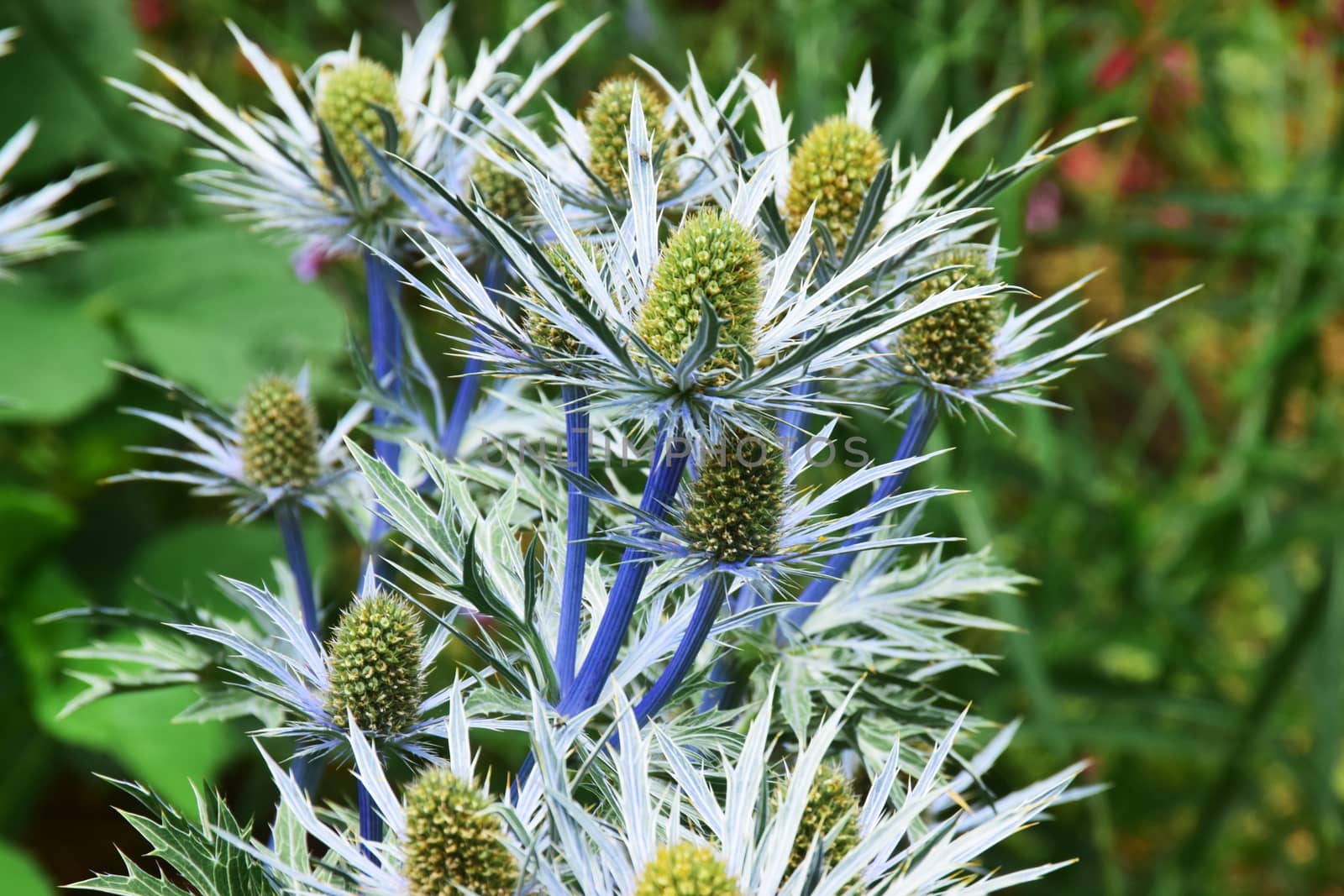 Eryngium. by george_stevenson