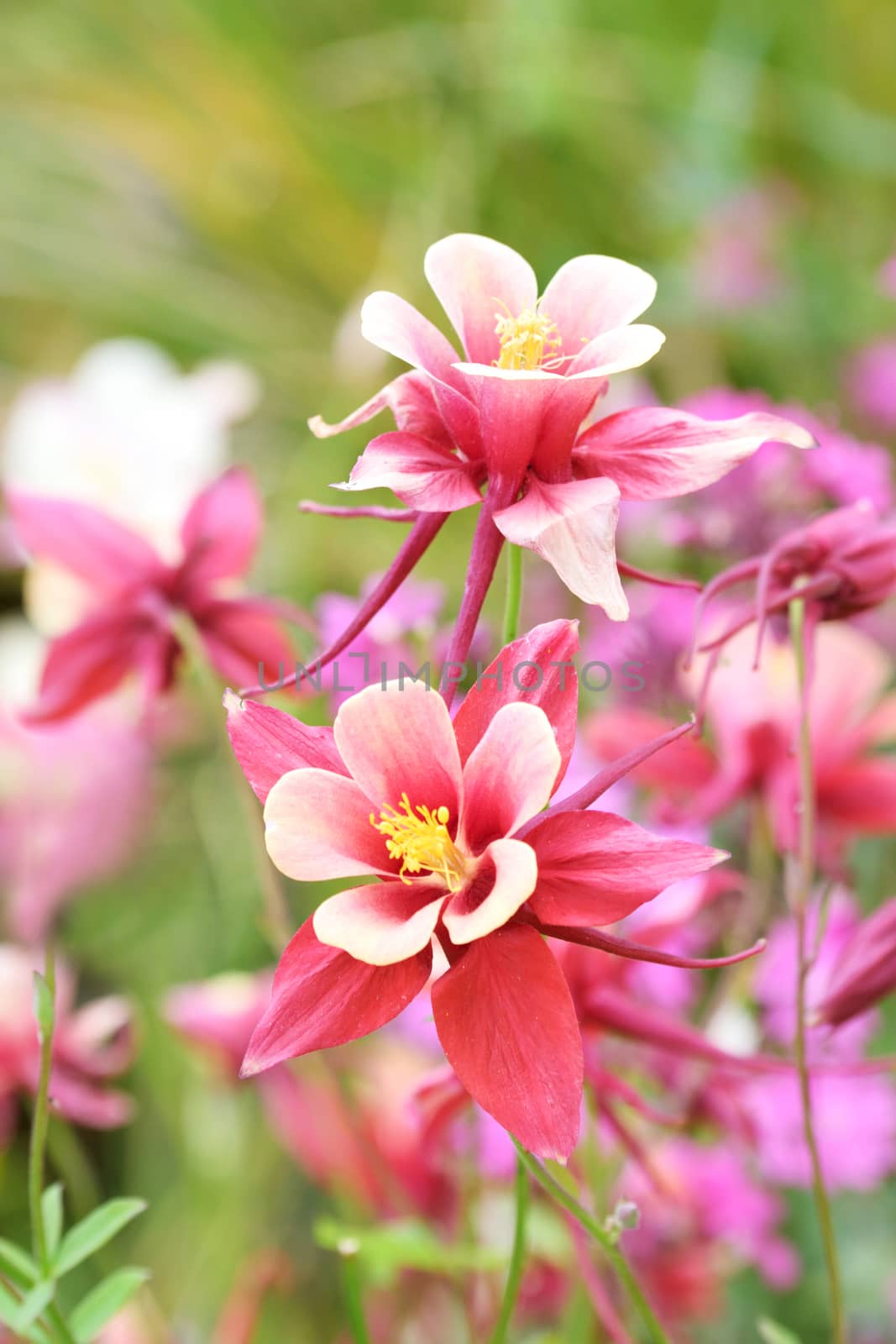 Aqualegia against a natural background of a cottage garden.