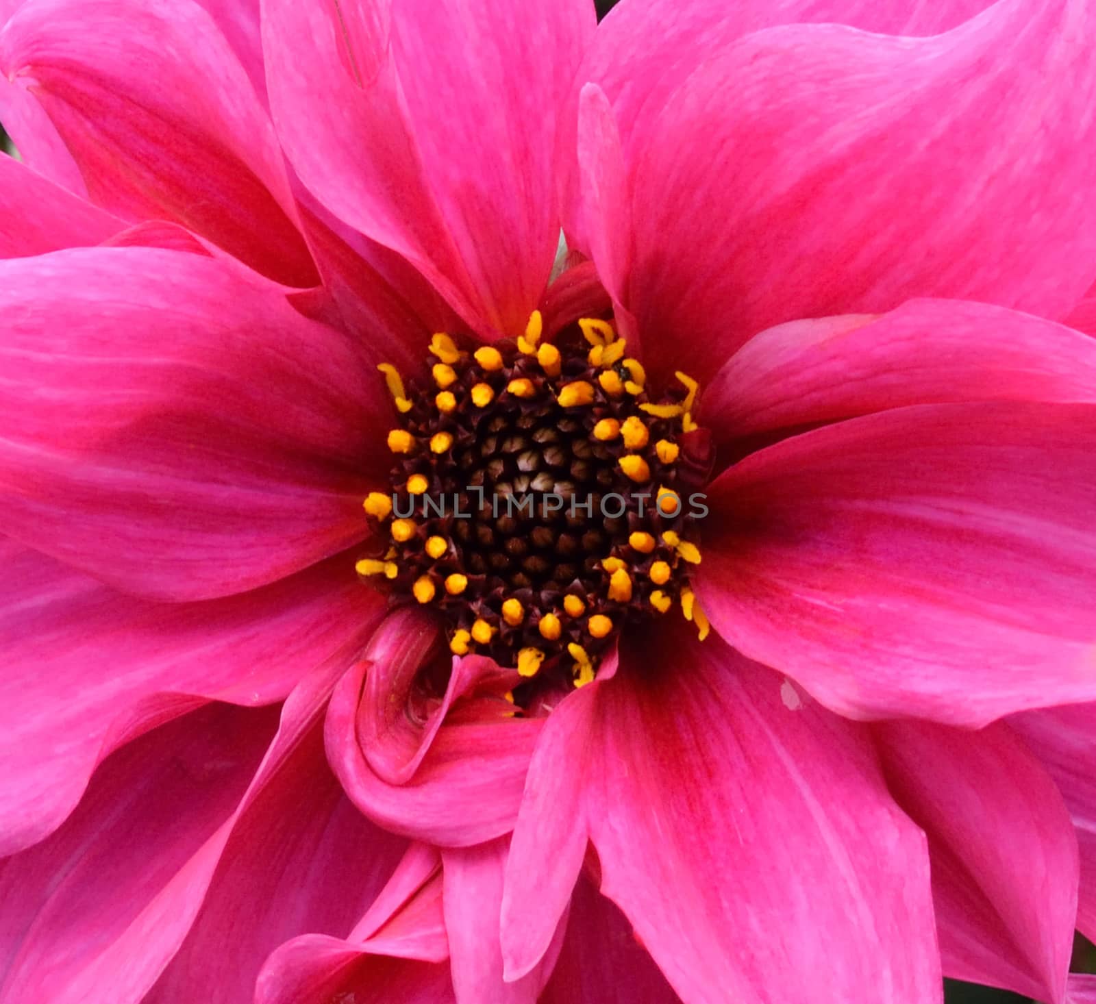 Pink Dahlia by george_stevenson