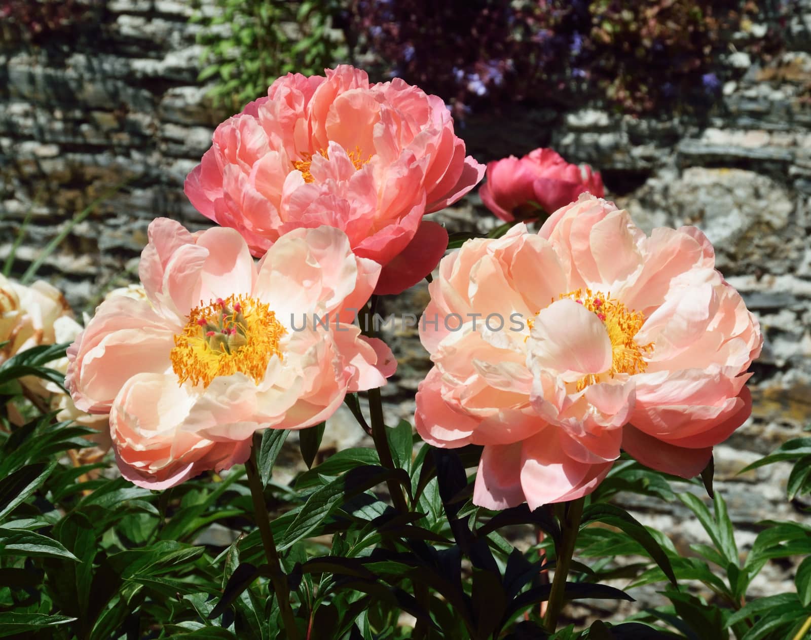 Paeonia, "Coral charm". by george_stevenson