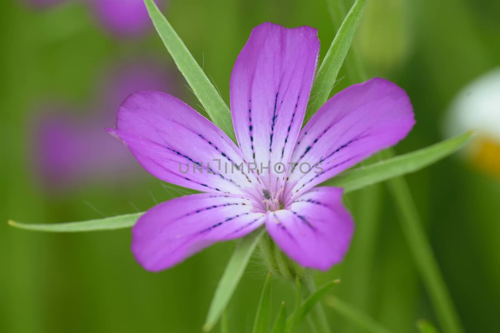 Corncrackle in close up. A Cottage garden flower.