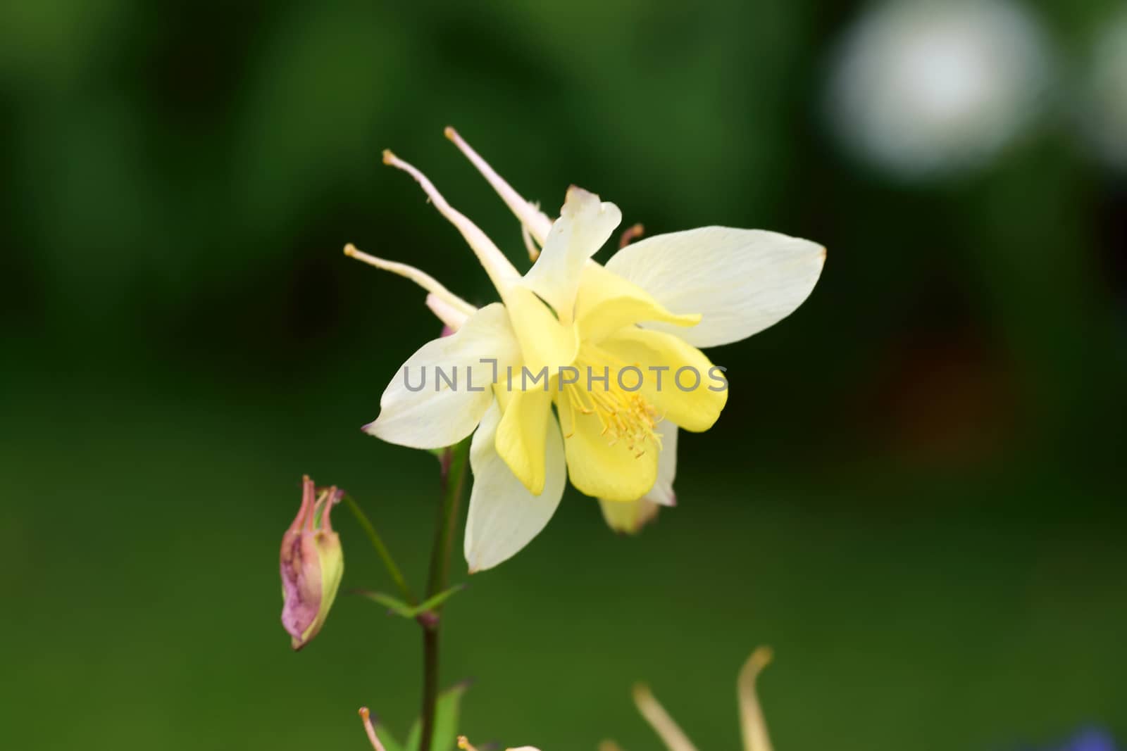 White and yellow Aqualegia.

This is a beautiful summer  flower, vibrant and colorful a stunner in the garden, or as a cut flower in the house.

