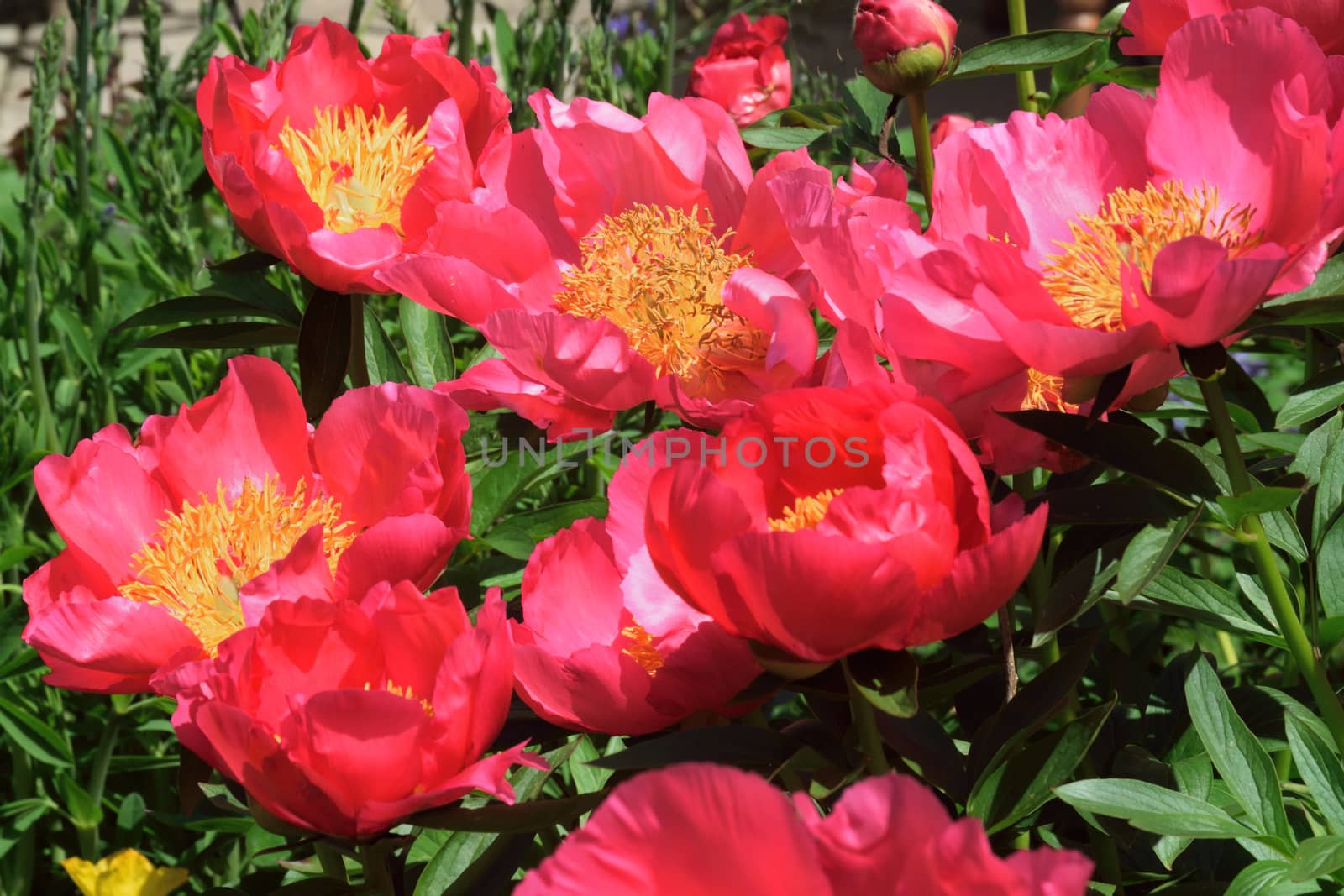 
Paeonia, "Coral charm". A vibrant flowering shrub.