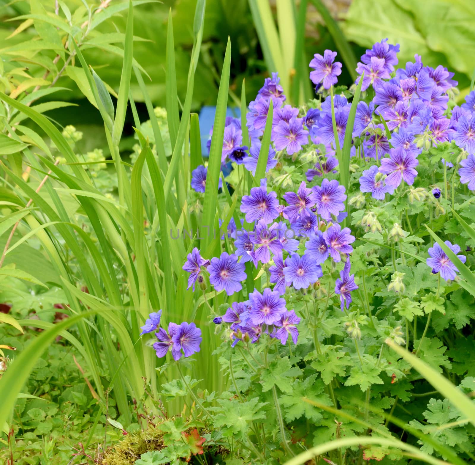 Garden scene with Iris leaves alongside beautiful blue wild  Geraniums.