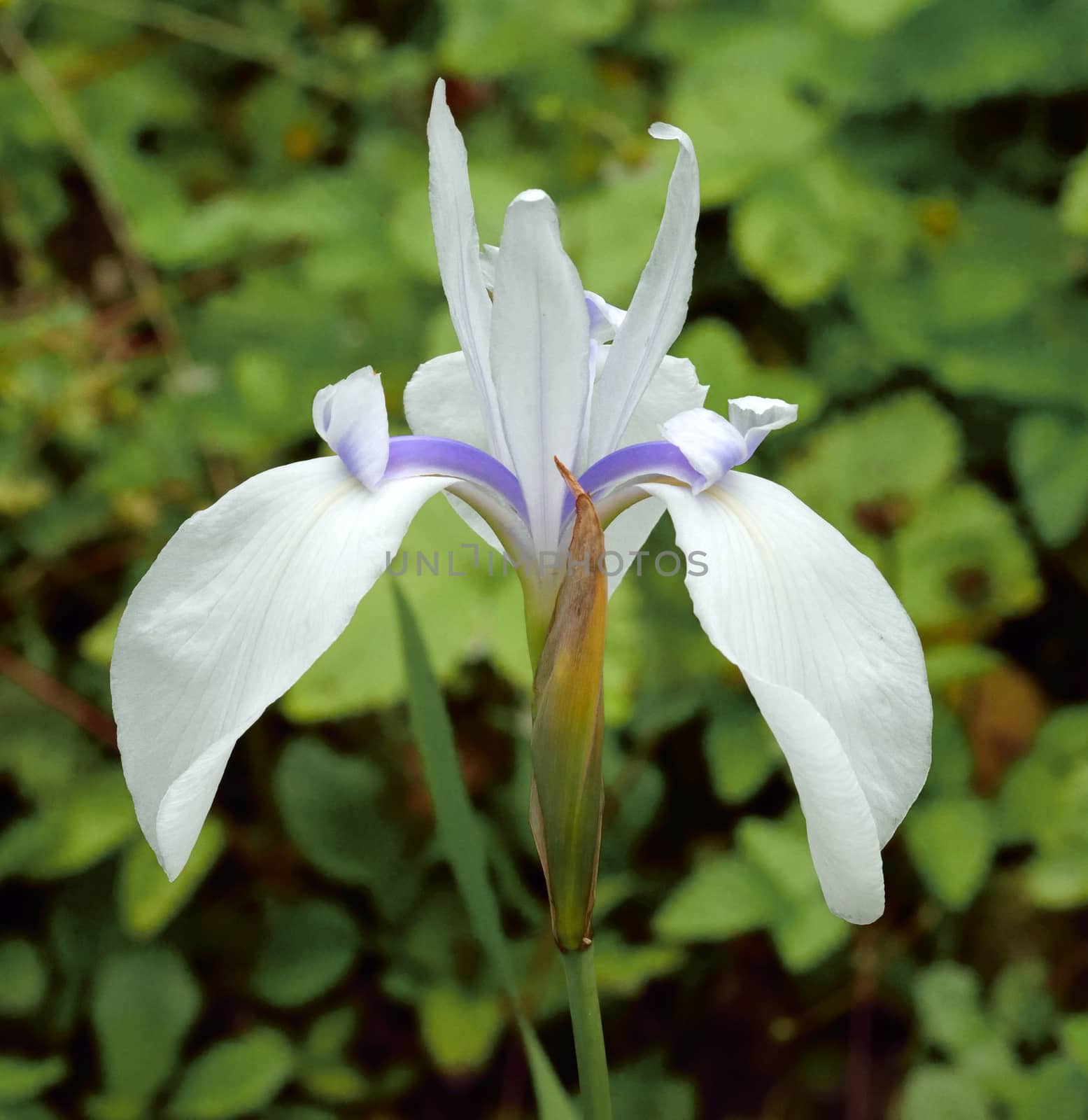 A stunning white Iris.