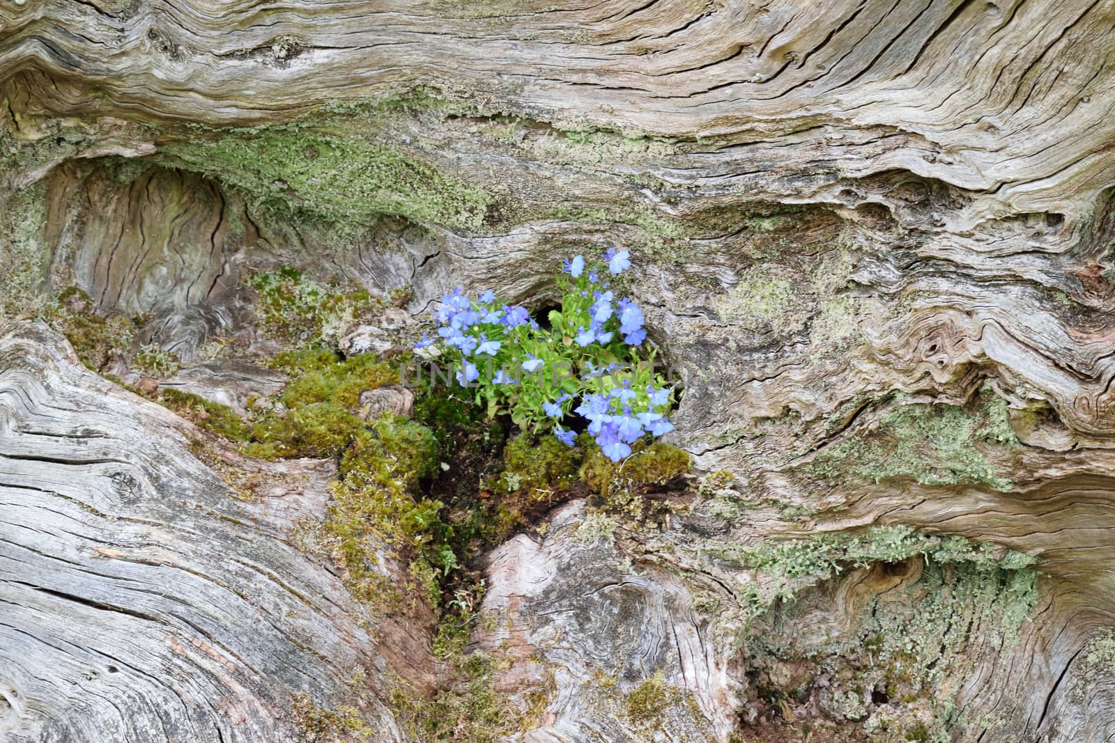 Fallen tree trunk covered with moss, lichen and a posy of blue flowers.