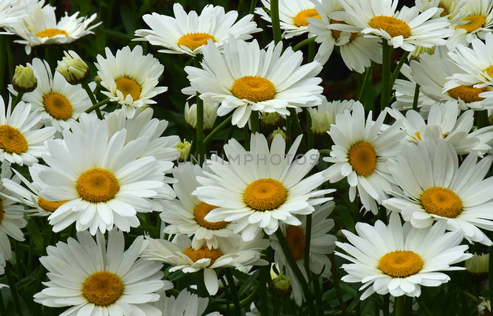 White daisies. by george_stevenson