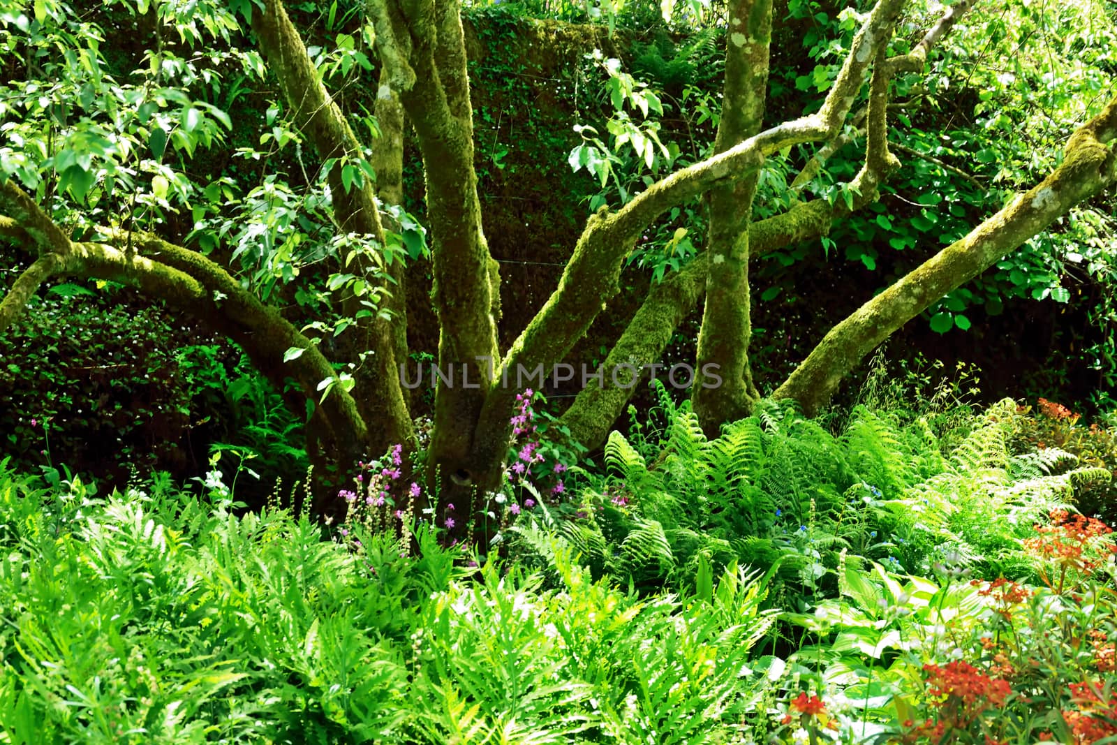 Garden scene resonant of such a sight all over the world where people sculpt desing and tend thier little piece of heaven.