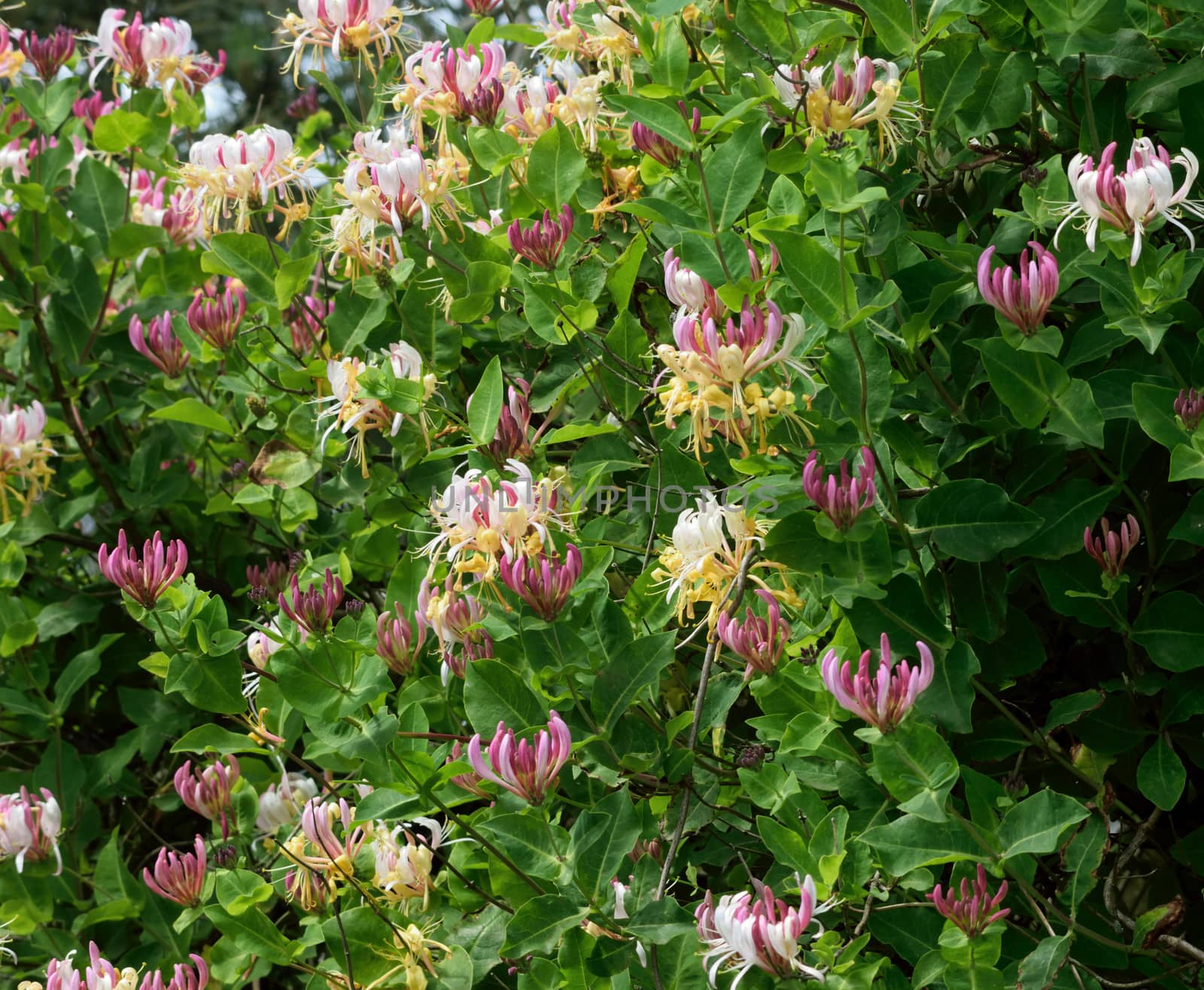 Honeysuckle.

Beautiful, delicate yet robust, this summer flowering climber has the most delicate aroma.