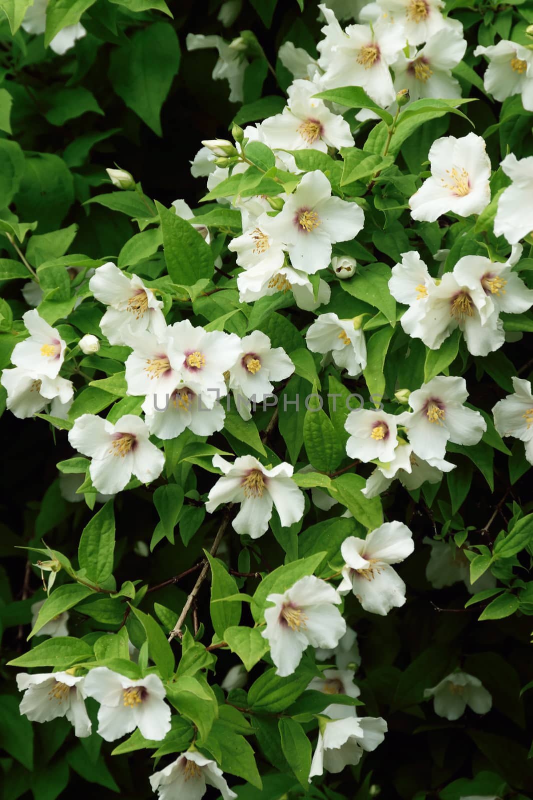 Philadelphus. by george_stevenson