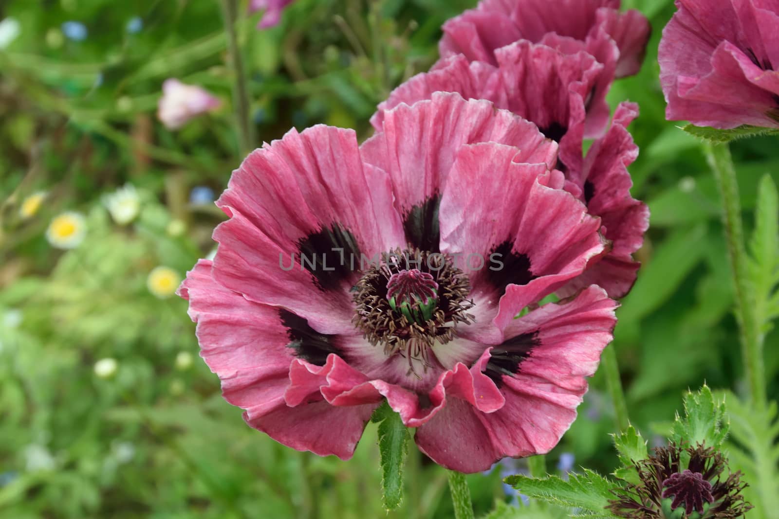 Poppy close up. by george_stevenson