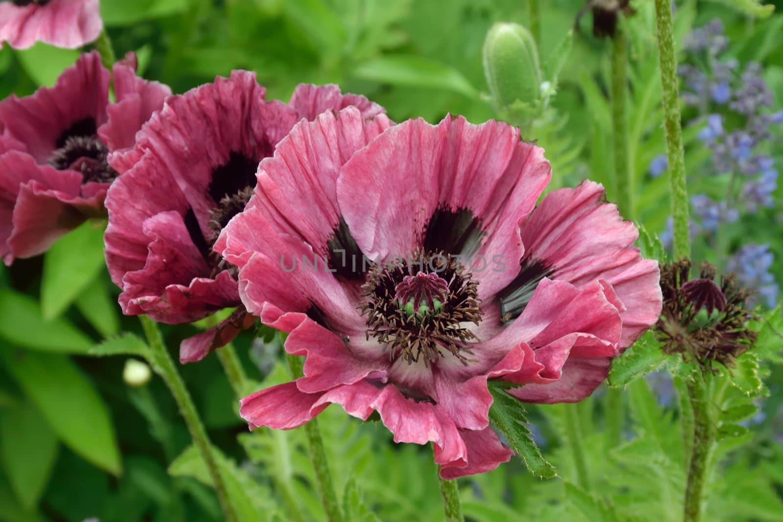 Poppy close up

This is a beautiful summer  flower, vibrant and colorful a stunner in the garden, or as a cut flower in the house.

