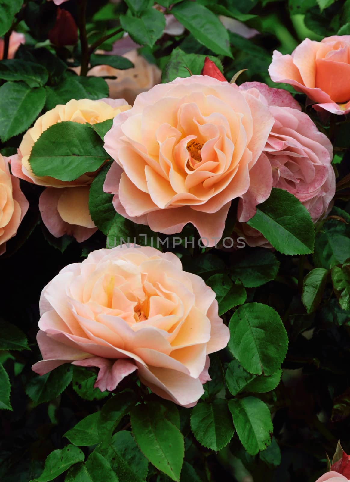 Rosa; Romantic Dream

A delightful almond pink summer rose gracing an English country garden..
