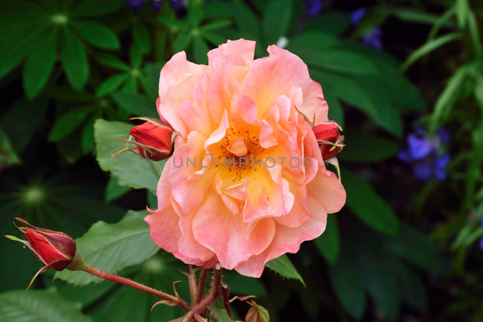 Rosa; Romantic Dream

A delightful almond pink summer rose gracing an English country garden..
