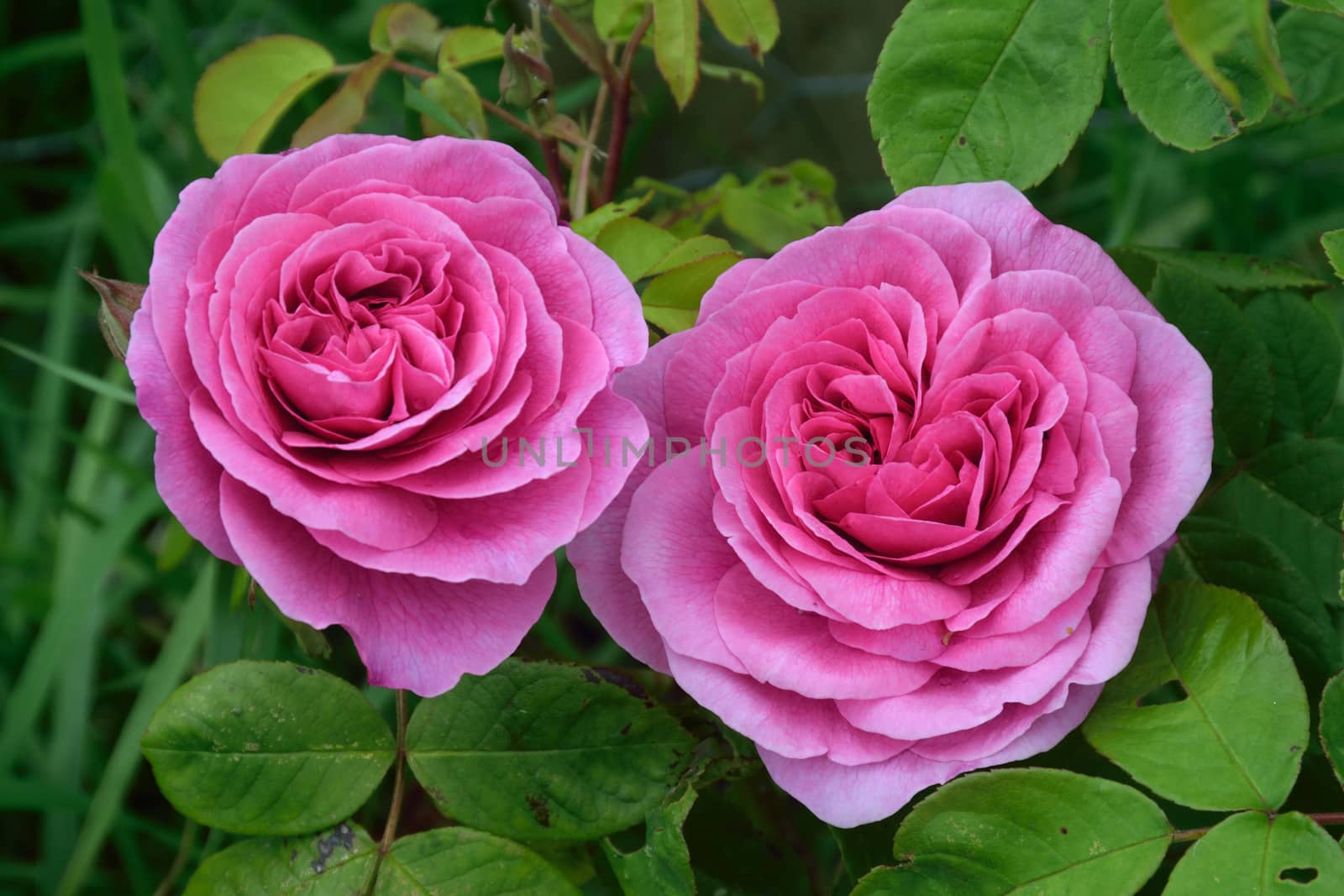 Rosa; Gertrude Jekyll. by george_stevenson