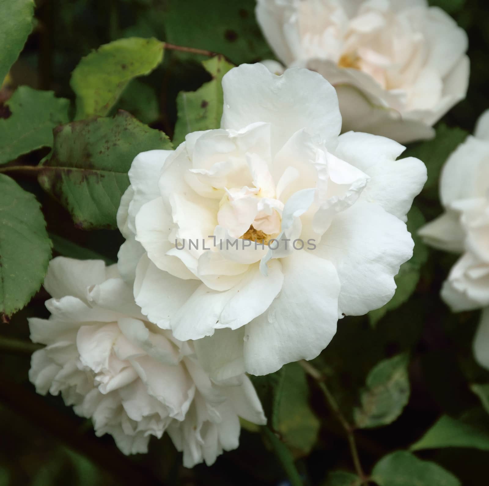 Rosa; Madame Gregoire 
A lovely old fashioned Pink colored rose..