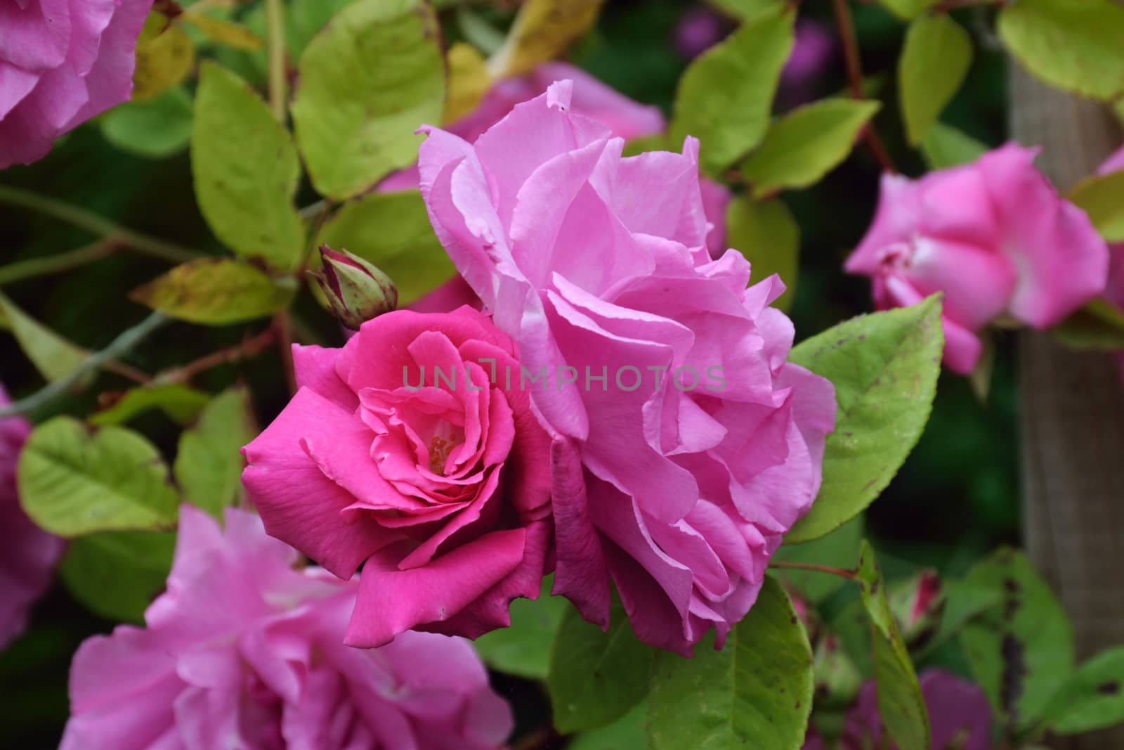 LIGHT AND DARK PINK ROSE, by george_stevenson