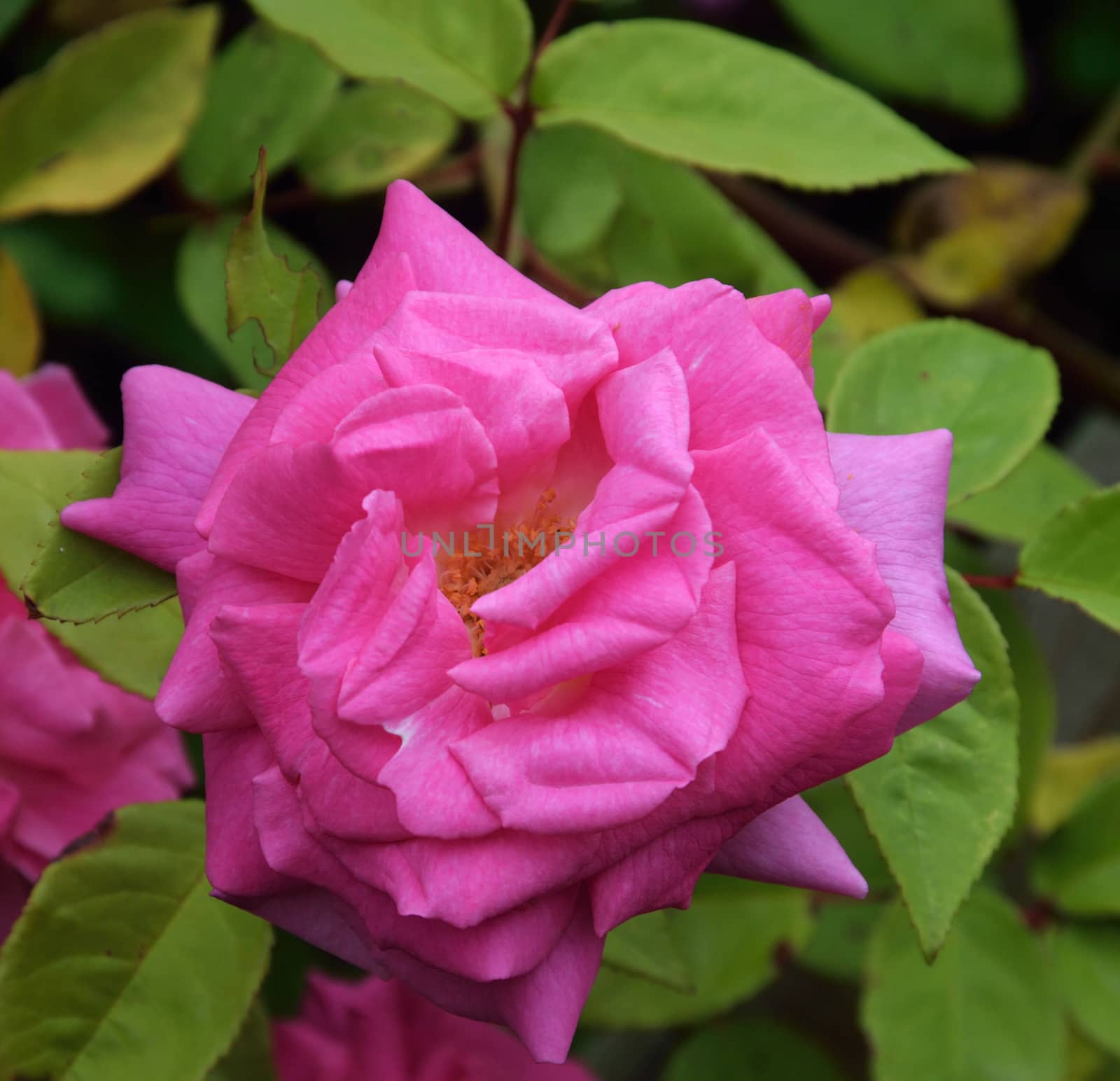 PINK ROSE IN CLOSE UP by george_stevenson