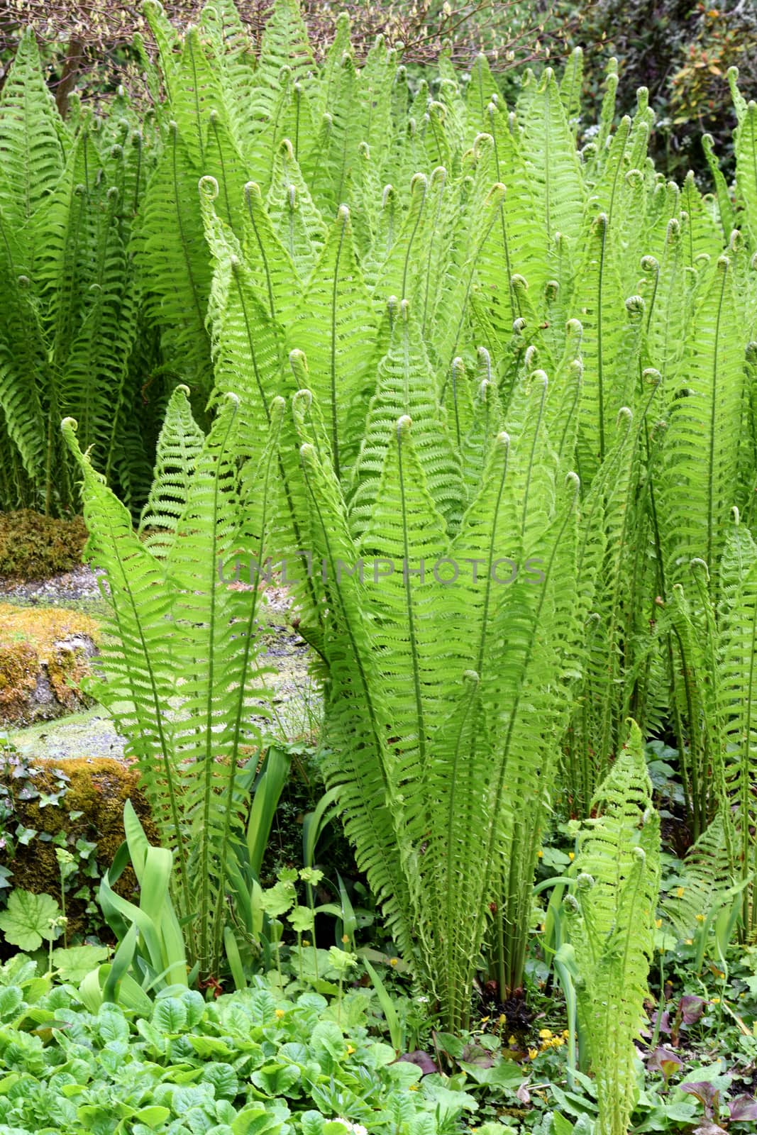 Shuttlecock Ferns, by george_stevenson