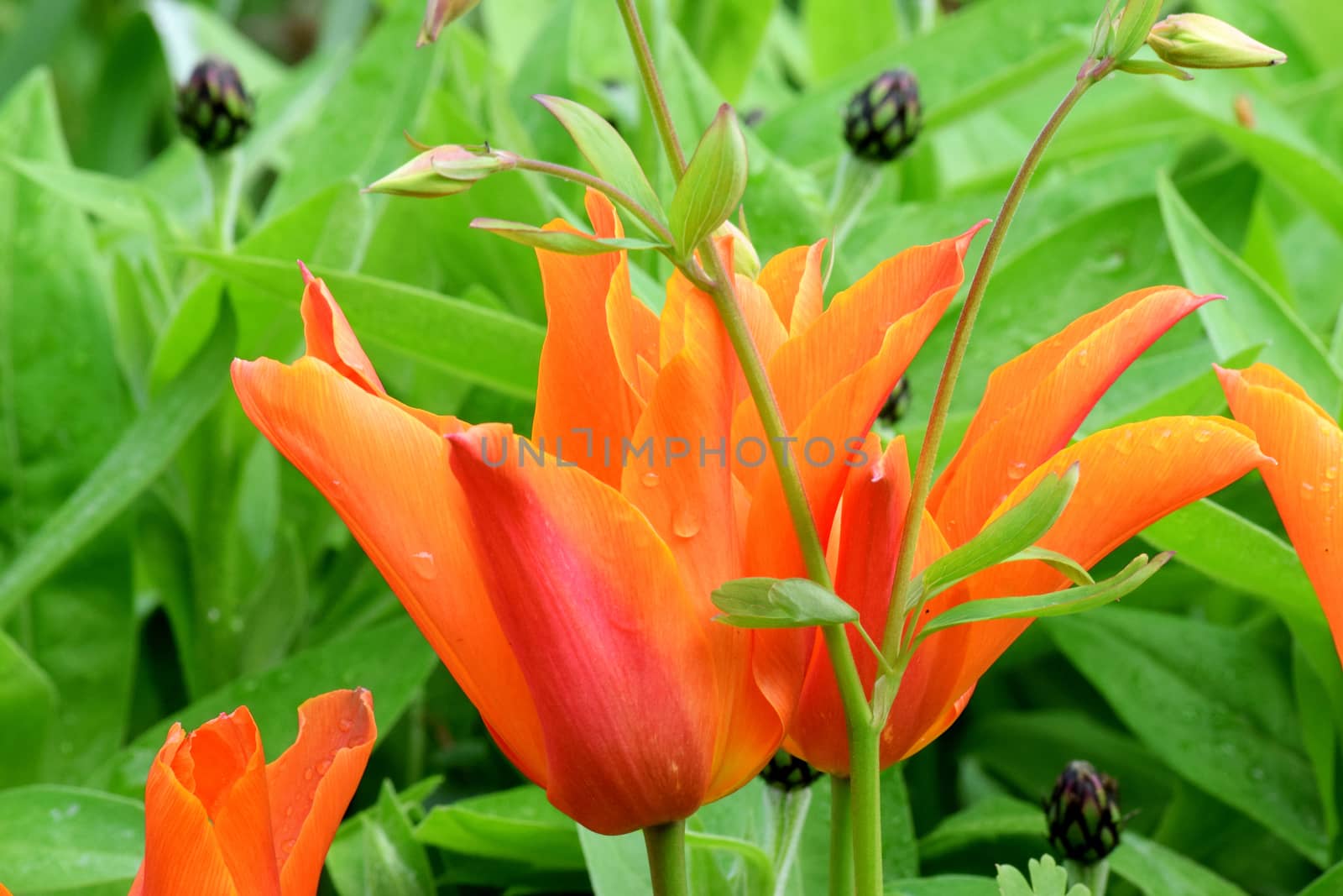 .Photograph taken in an English Country Cottage garden of orange tulips and aqualegia.


