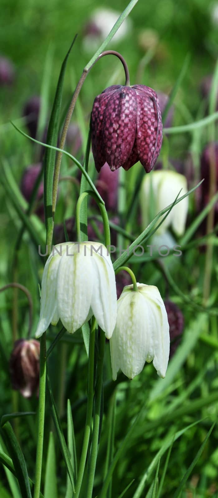 FRITILLERIA. by george_stevenson