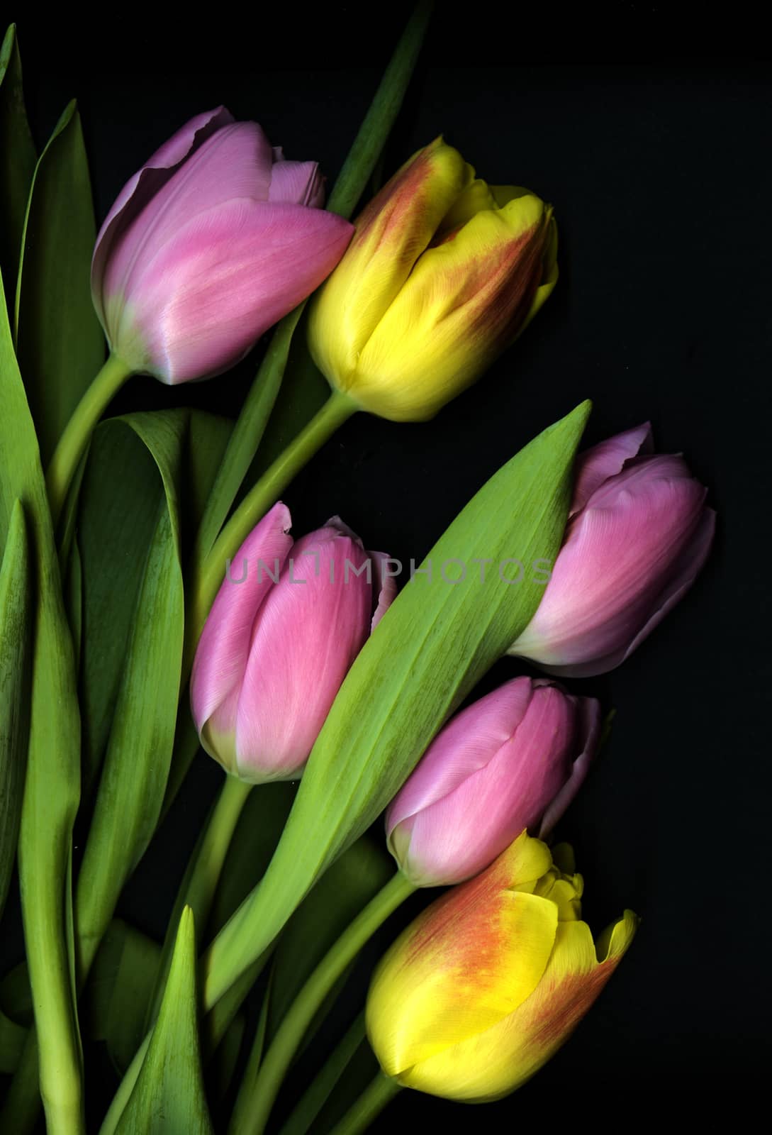 TULIPS IN ARRANGEMENT. by george_stevenson