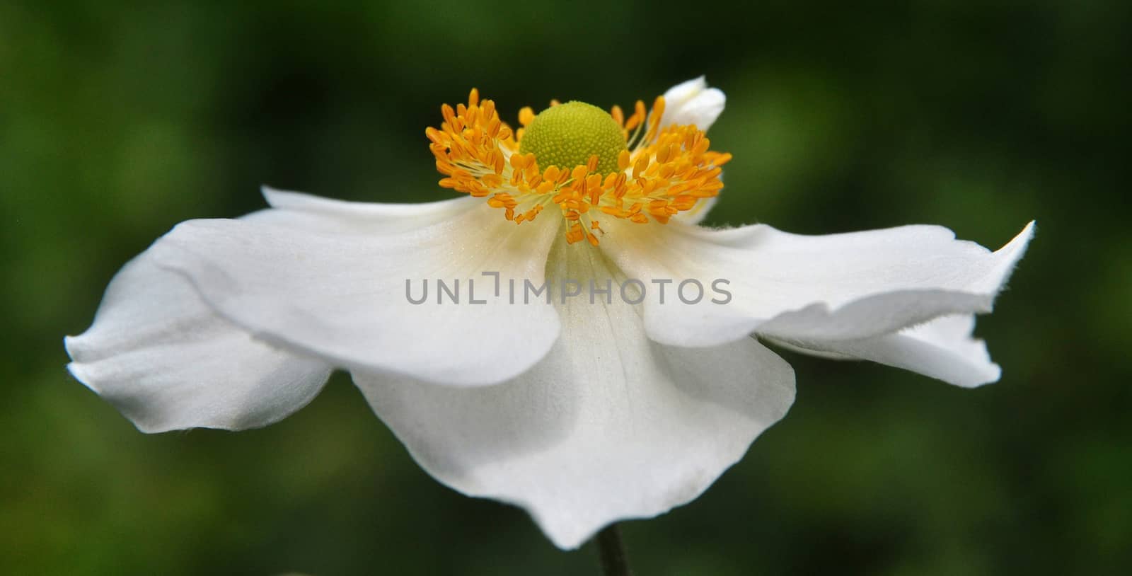 JAPANESE ANEMONE. by george_stevenson