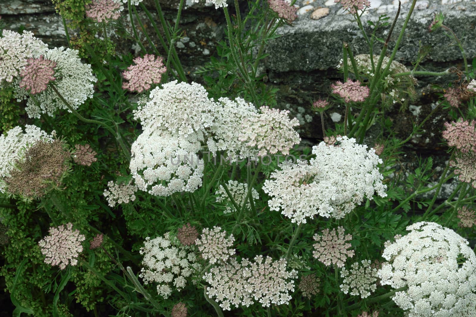 Umbelliferous. by george_stevenson