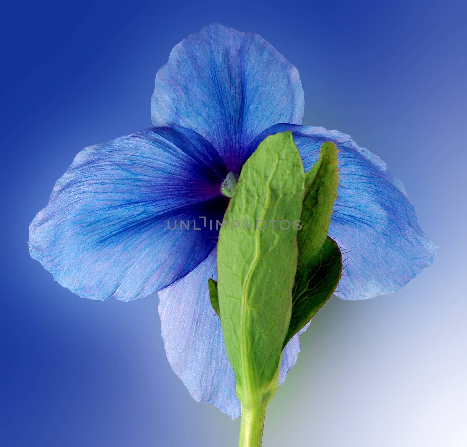 HIMALAYAN POPPY. by george_stevenson