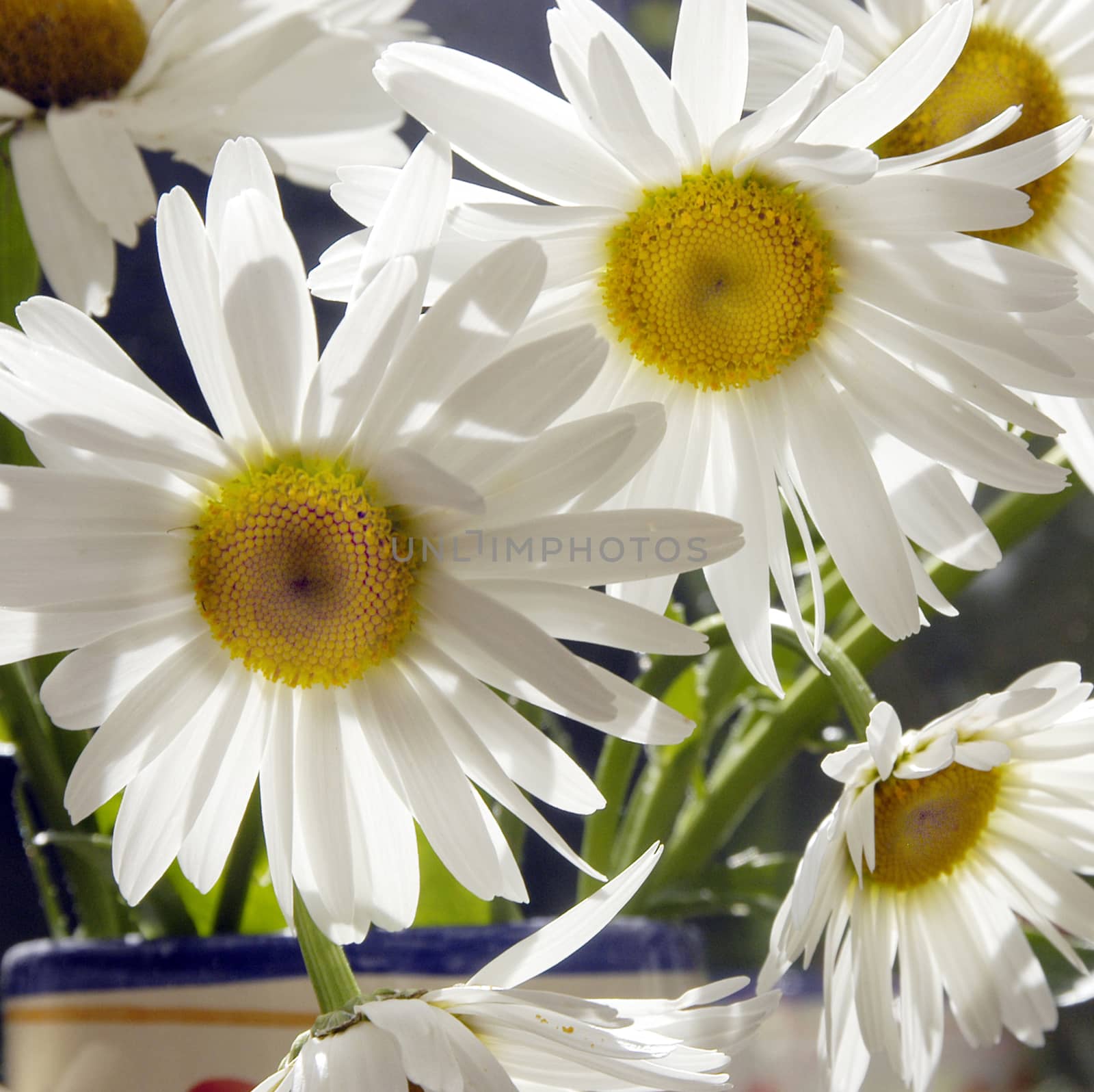 Daisy. White daisies in an English Country Cottage garden.




This is a beautiful summer  flower, vibrant and colorful a stunner in the garden, or as a cut flower in the house.

