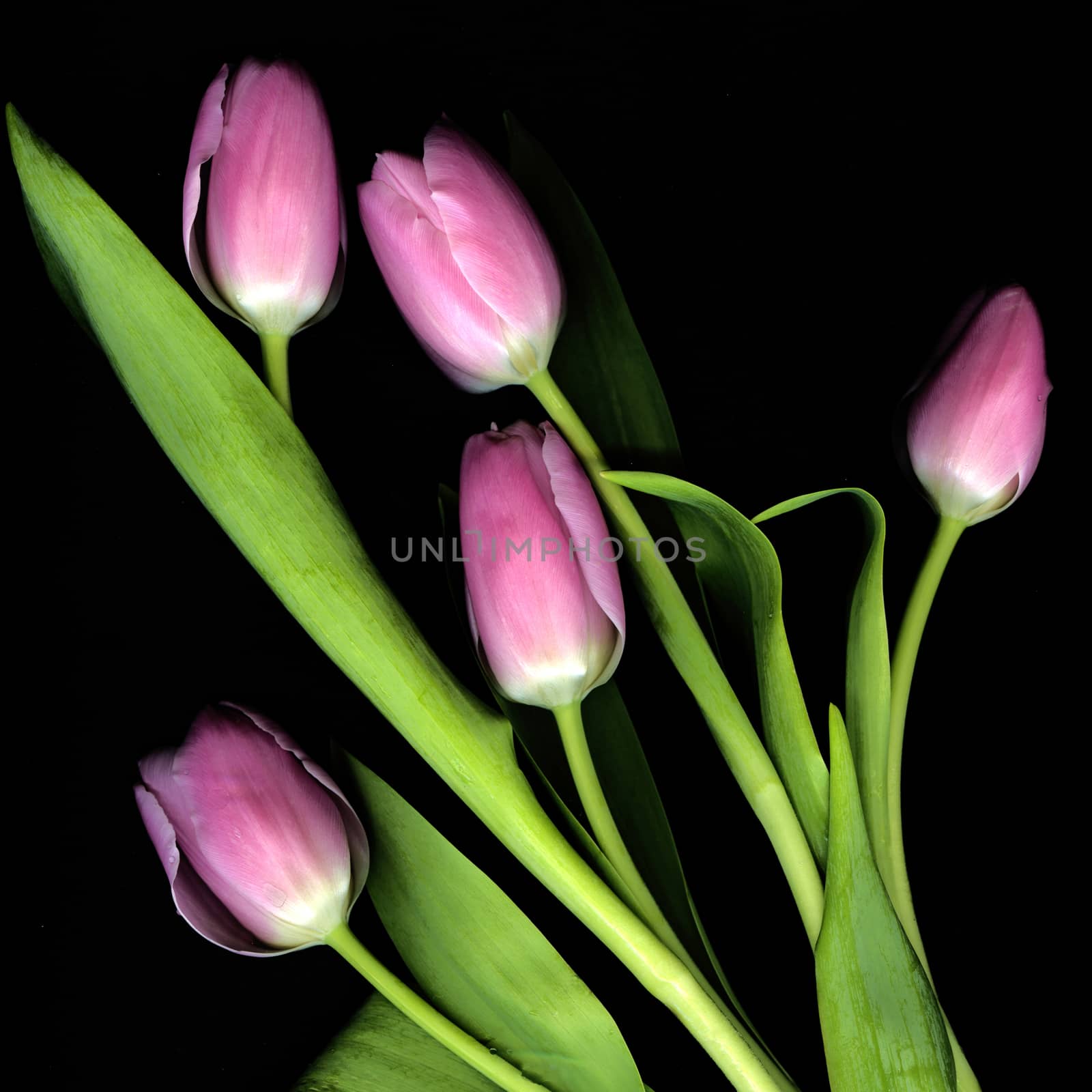 Pink Tulips in studio study in close up.

A beautiful floral portrait of pink tulips set dramatically against a black background..