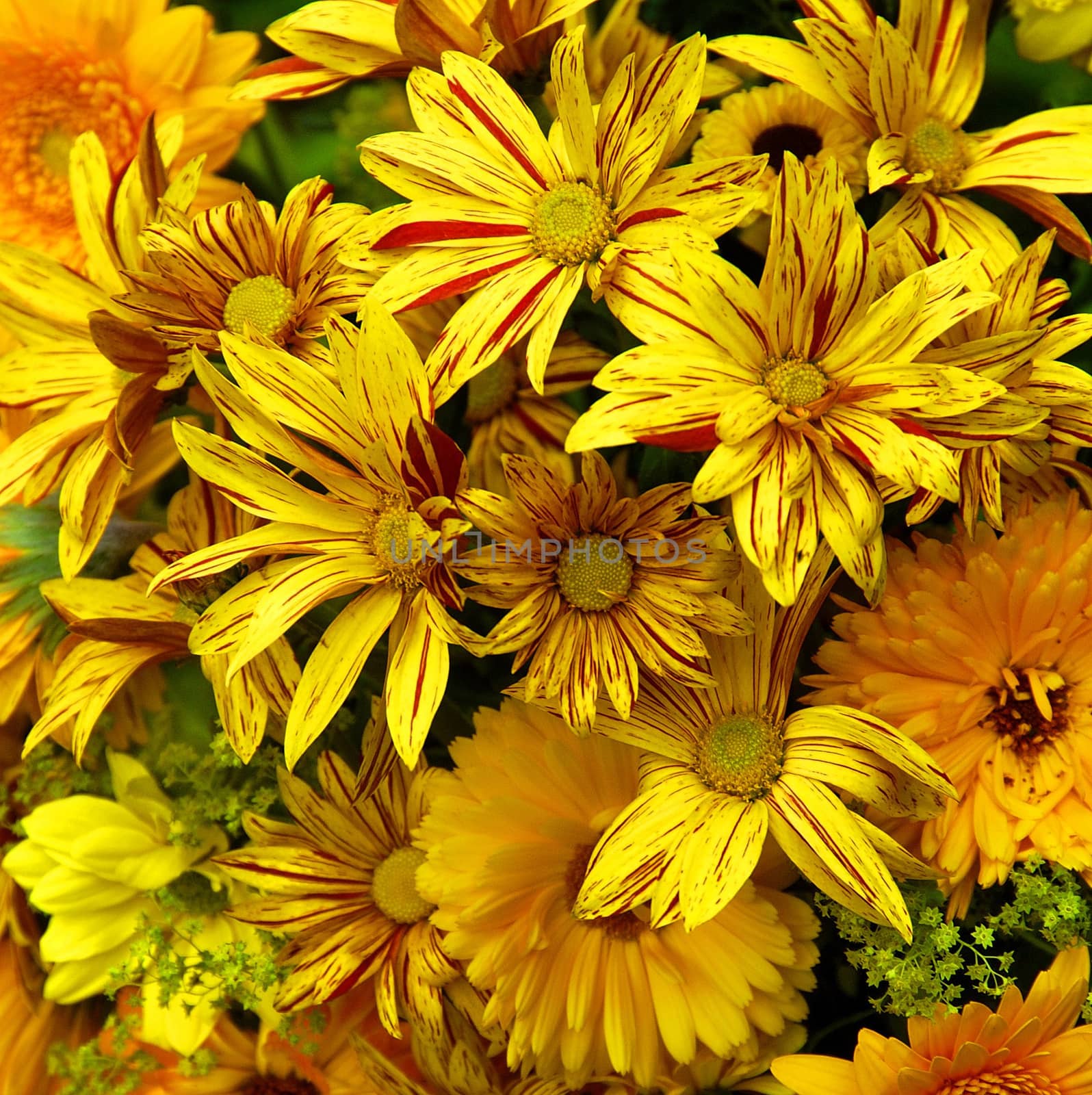 RED AND YELLOW DAISIES.

Floral arrangement of vibrant 
