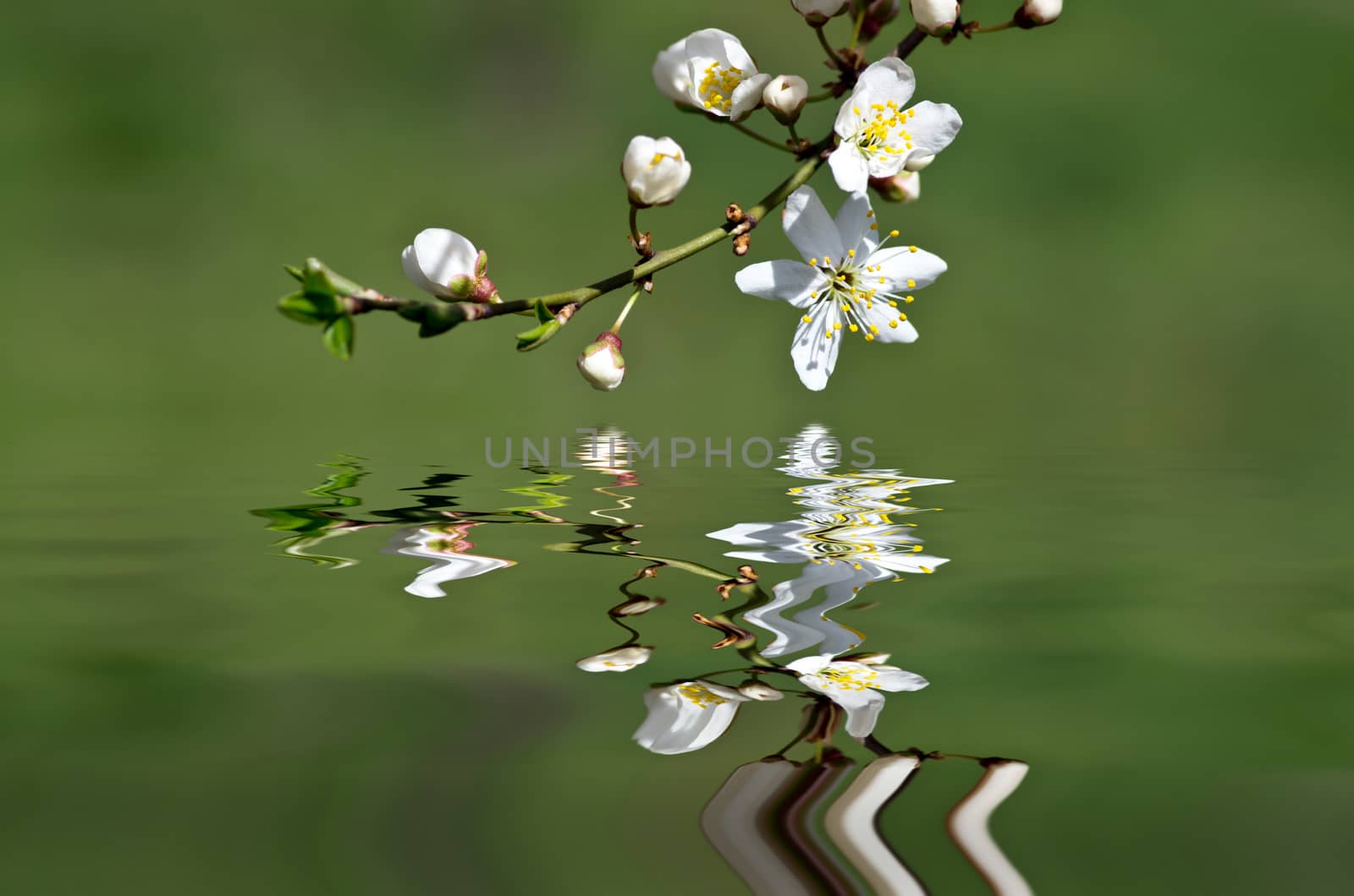 Cherry blossom closeup over natural background  by dolnikow