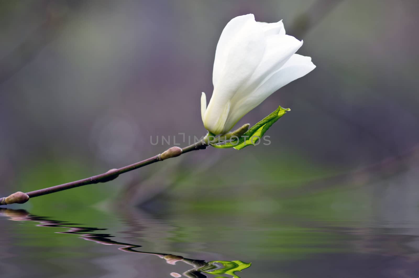 Beautiful Flowers of a Magnolia Tree