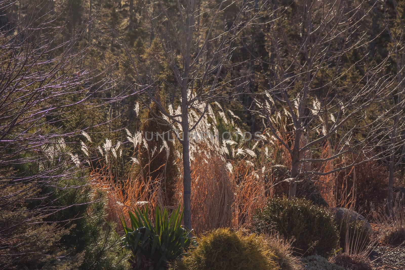 grasses flying in the wind in the evening