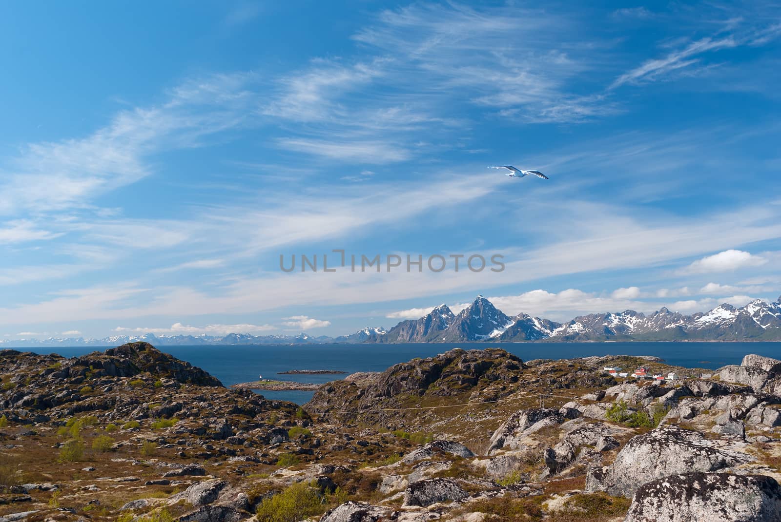 Seagull over norwegian island in sunny day by BIG_TAU