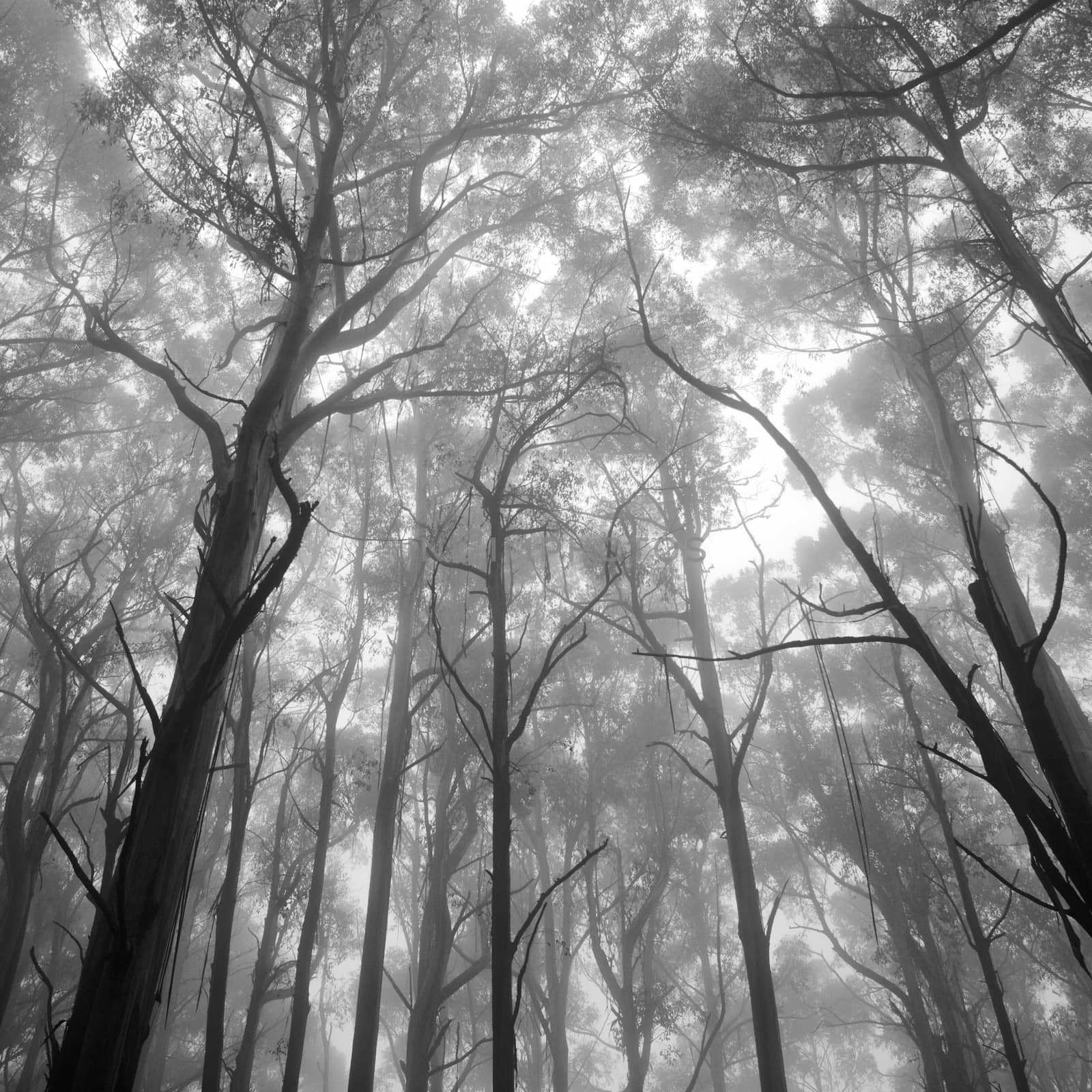 Mystical view of forrest tree tops in monochrome
