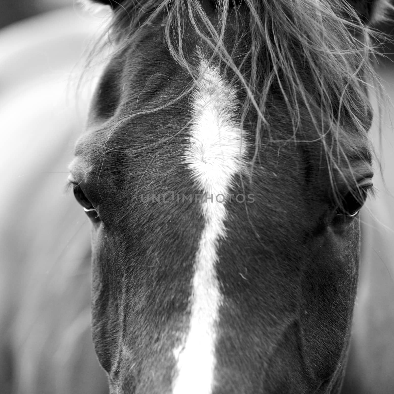 A black and white close-up of a horse