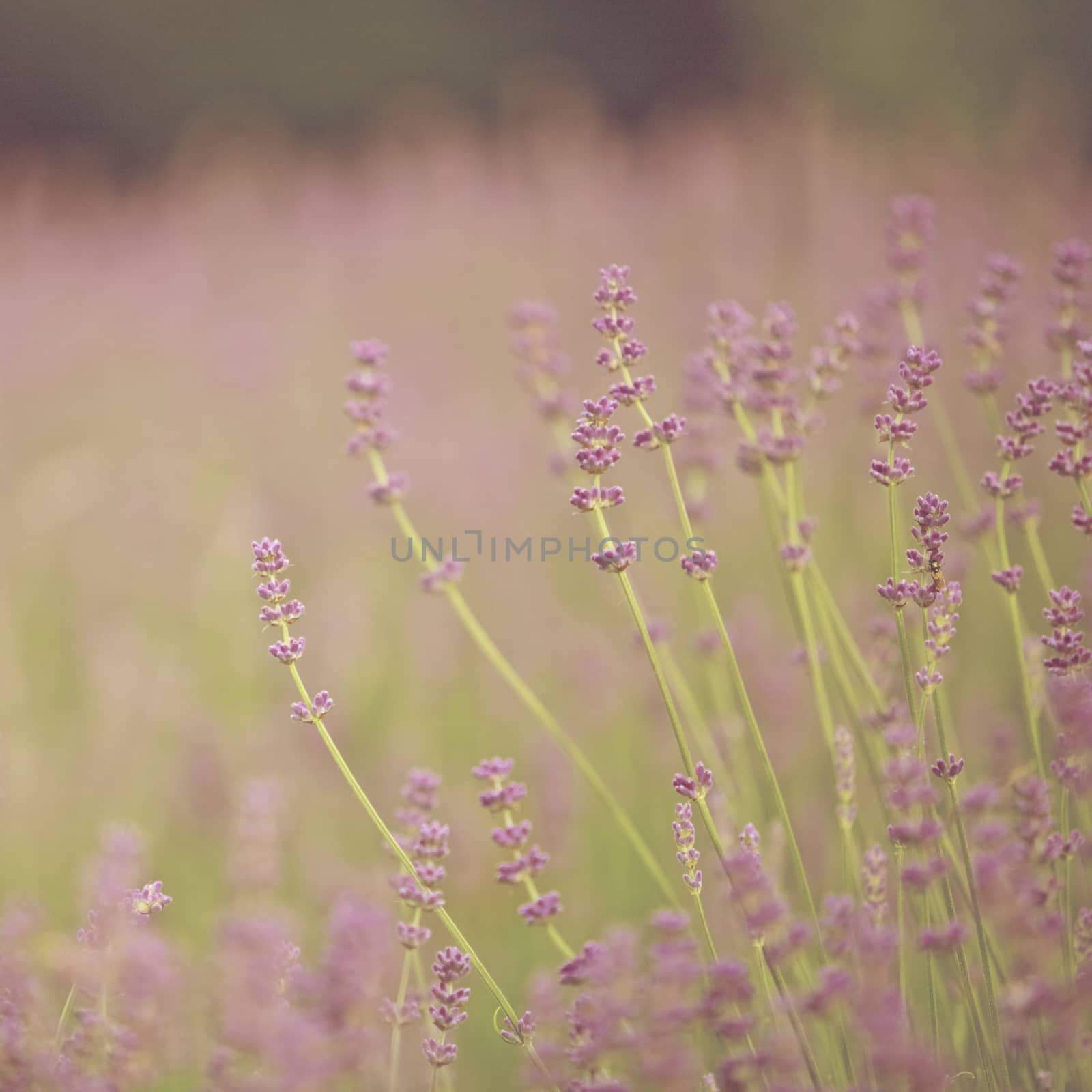 Lavender Flowers Spring season